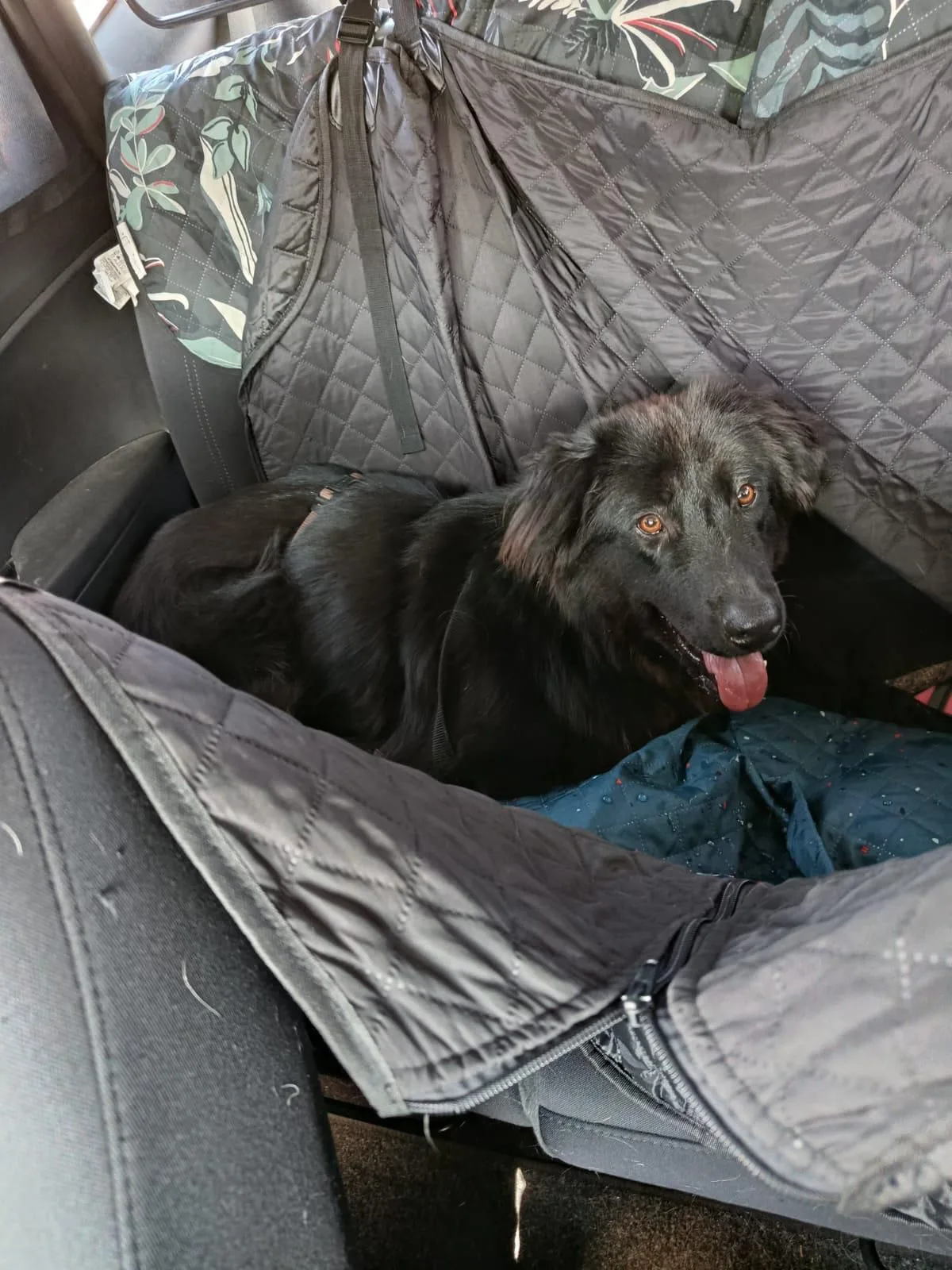 Orso, cane Meticcio in adozione a Lecco