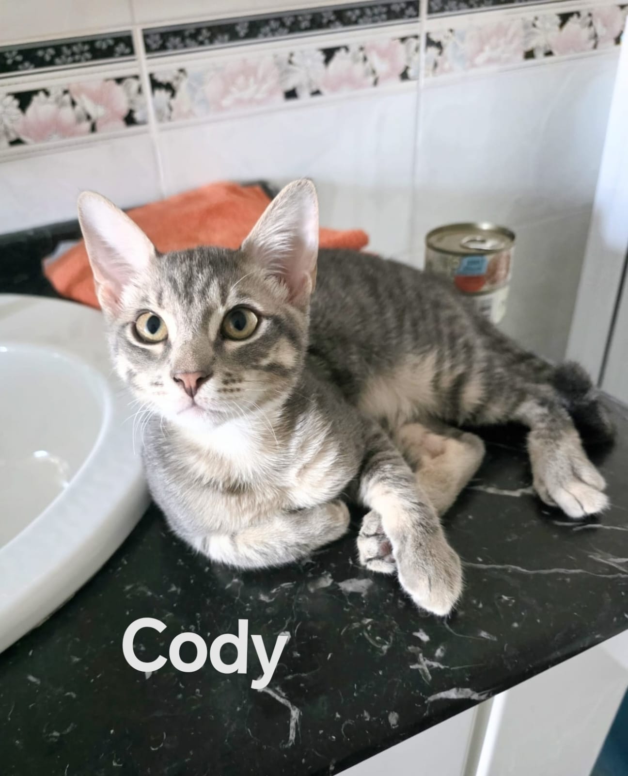 Foto 2 di Cody, gatto Europeo in adozione