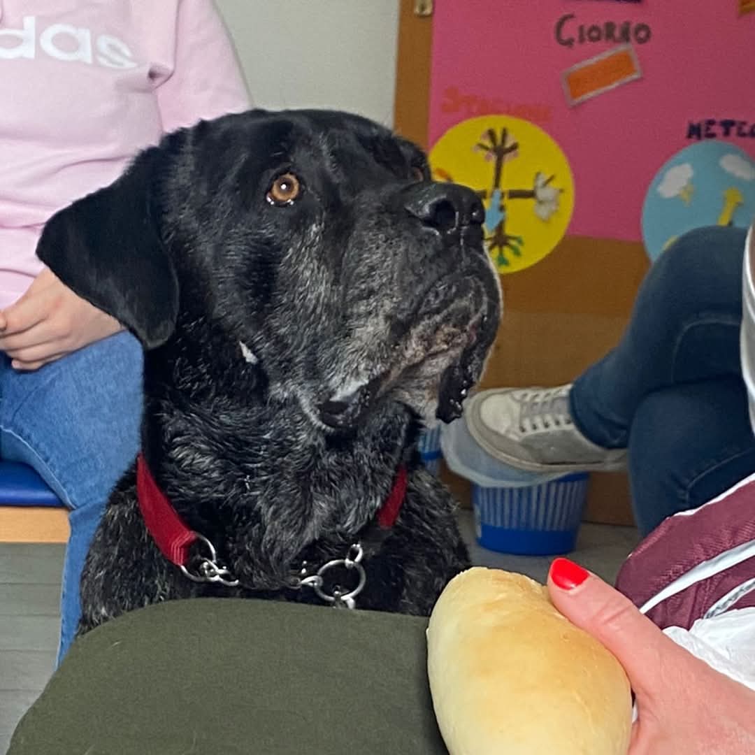 Foto 5 di GENNARO, cane CORSO in adozione