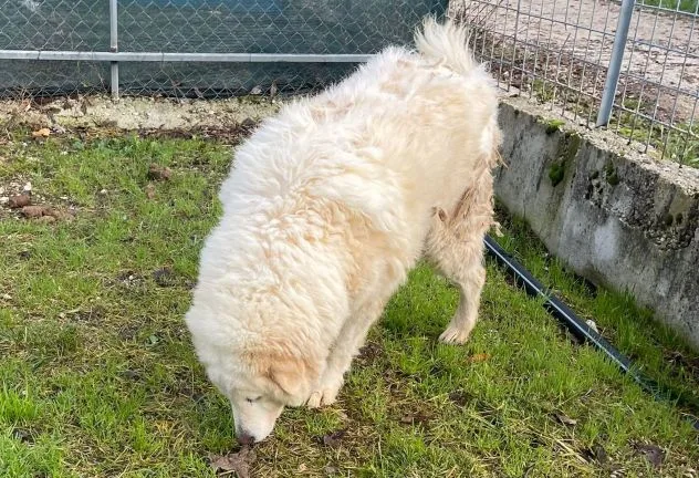 Nuvola, cane meticcio in adozione a Latina - foto 4