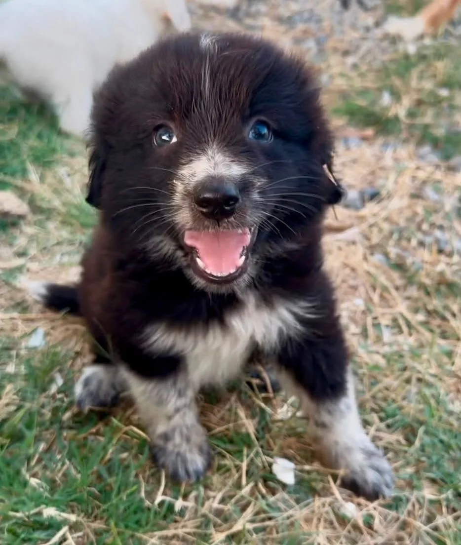 Scintilla, cane Meticcio in adozione a Crotone - foto 2