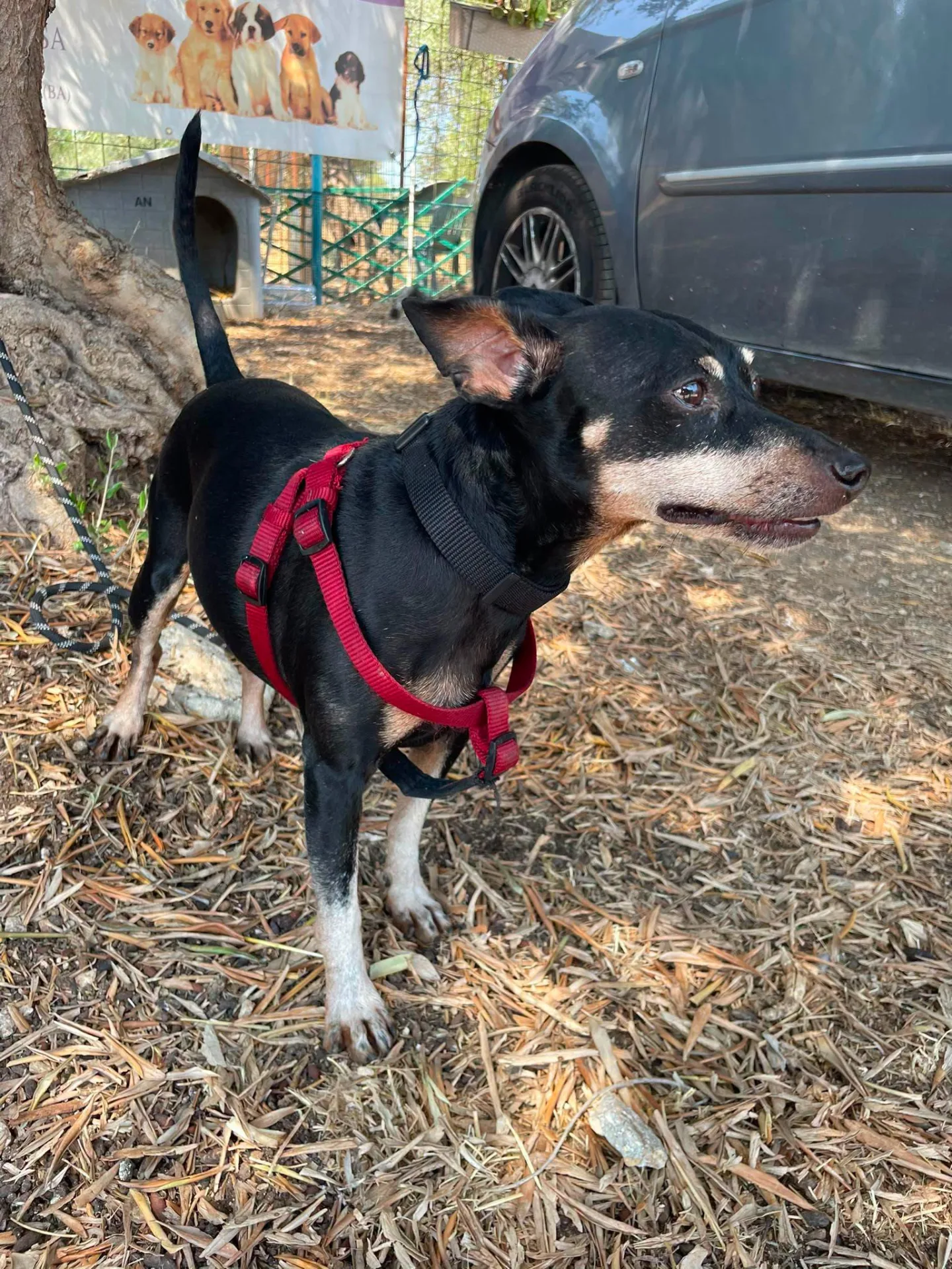 Dodino, cane Pinscher in adozione a Bari - foto 3