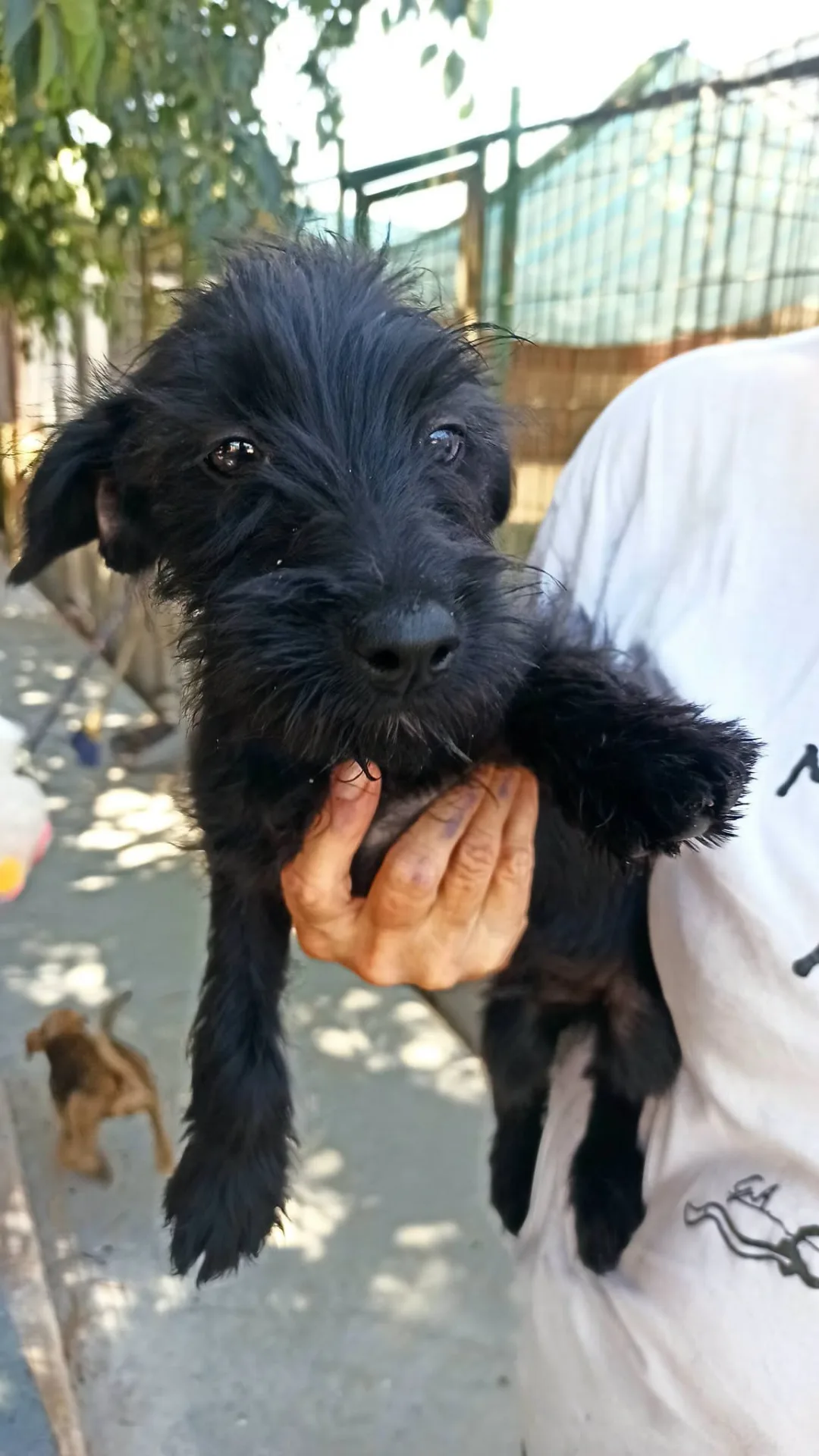 Aramis, cane meticcio pincher - yorkshire in adozione a Bari - foto 2