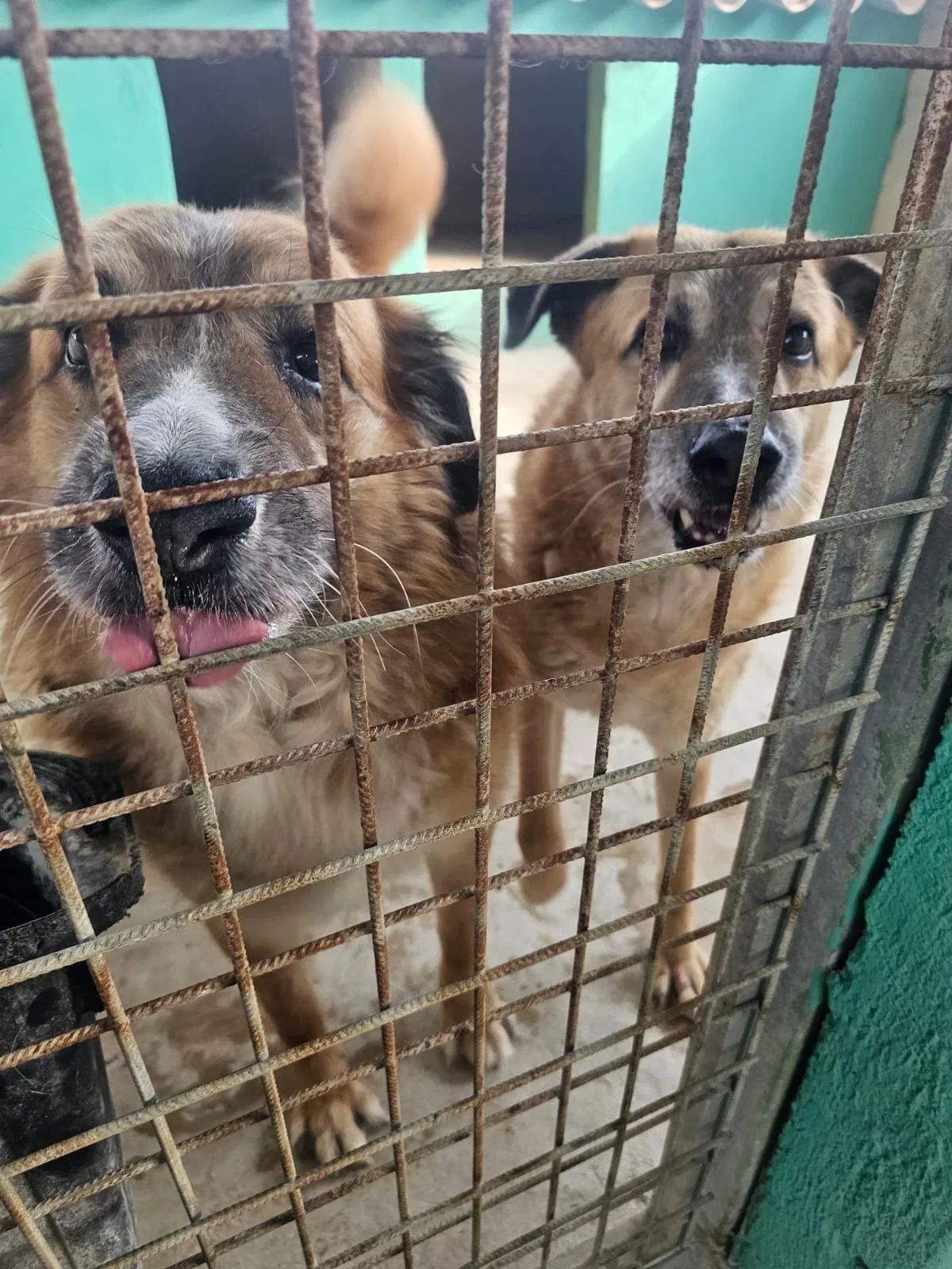 Derek Riky, cane Meticcio in adozione a Agrigento - foto 1