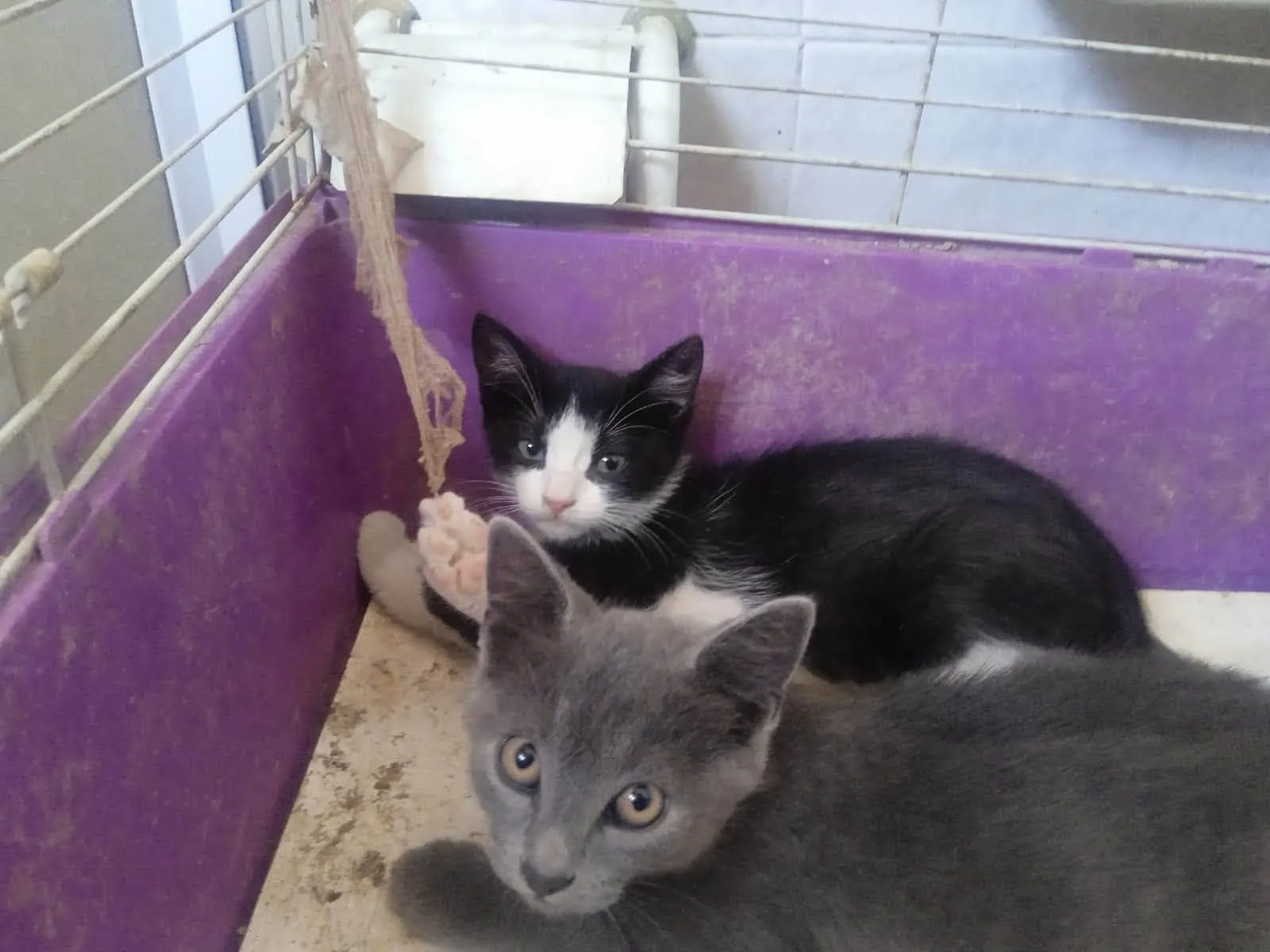 Tom eJerry, gatto Europeo in adozione a Napoli - foto 2