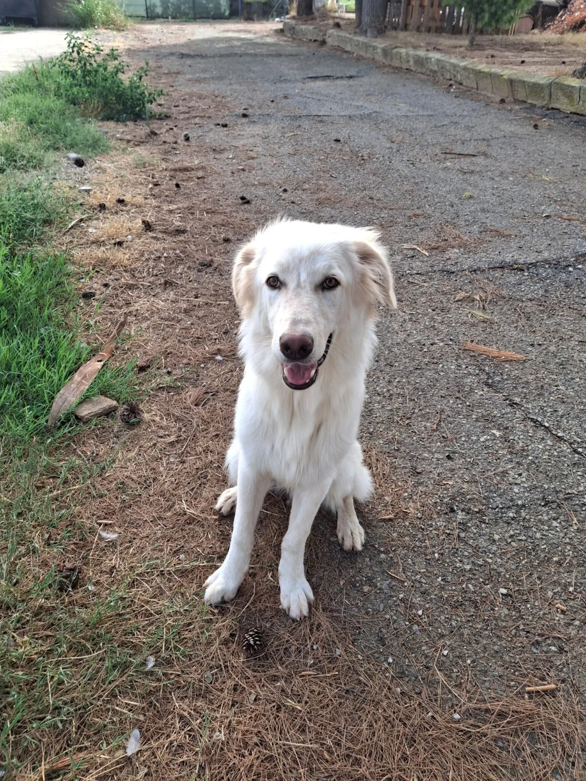Eros, cane Meticcio in adozione a Crotone - foto 2