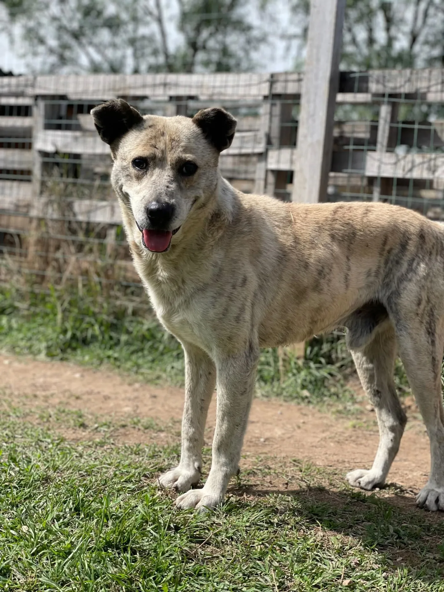 Jakkone, cane Meticcio in adozione a Milano