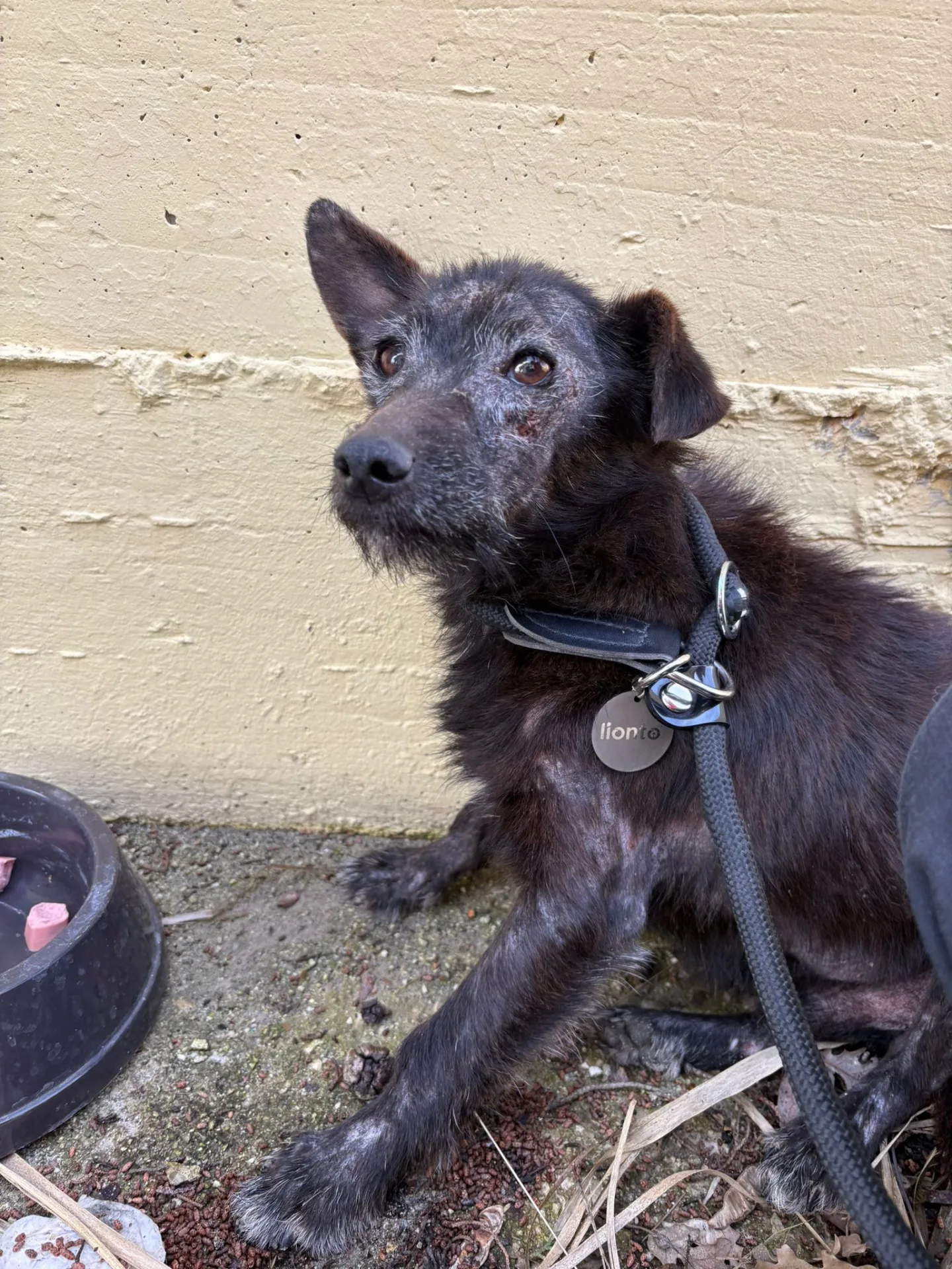 Tobia, cane Meticcio in adozione a Avellino - foto 1