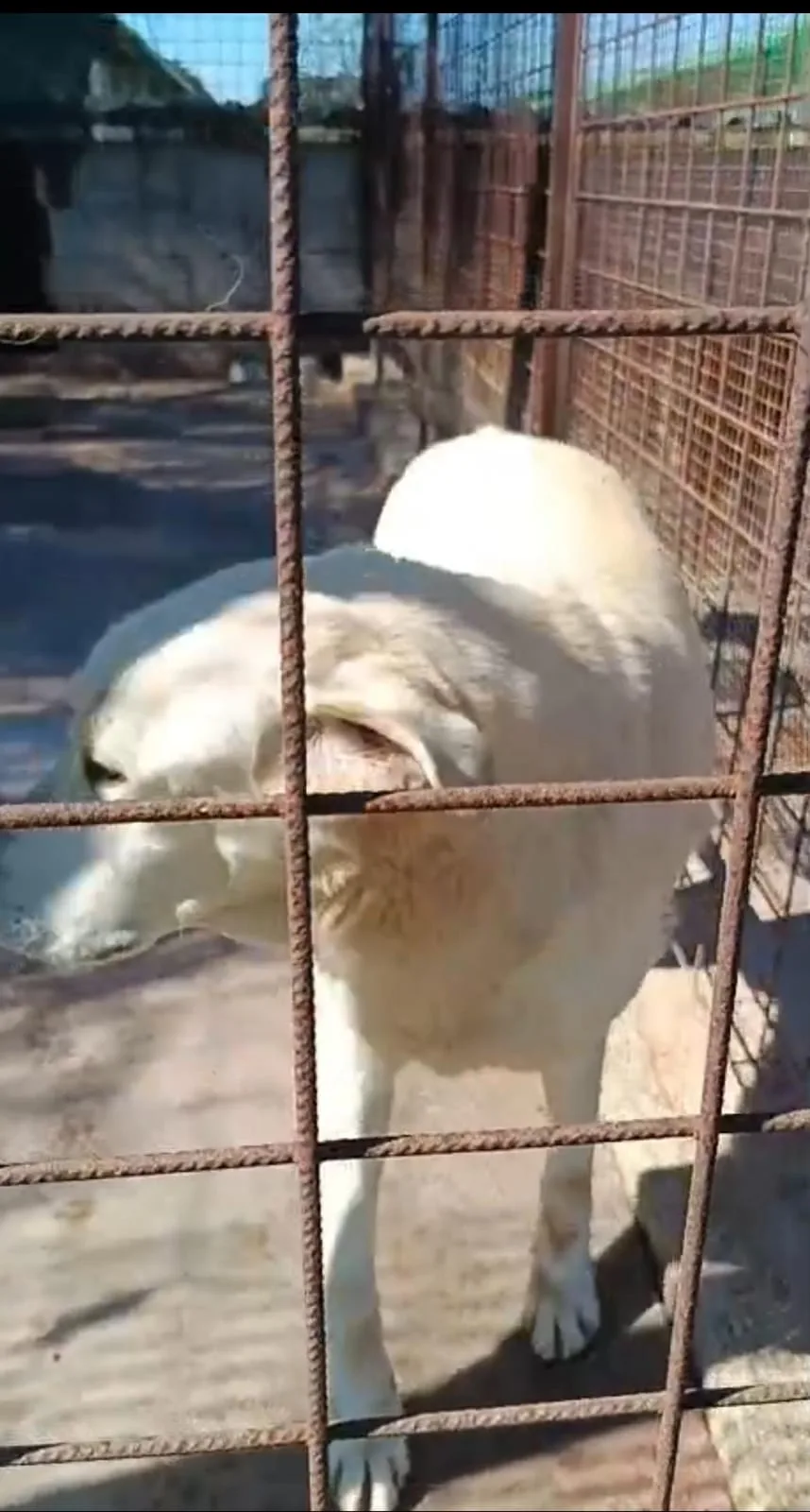 Simon, cane Meticcio in adozione a Siracusa - foto 3