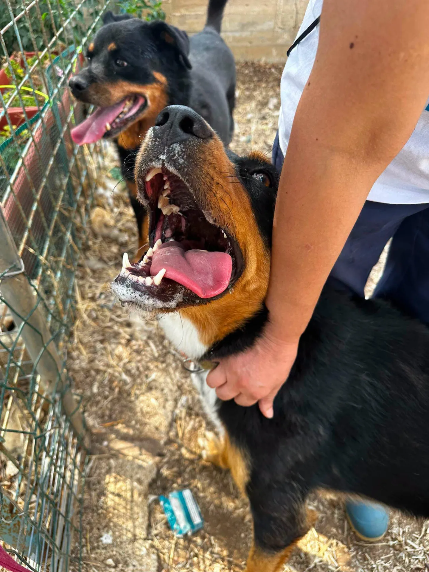 Aurora, cane simil rottweiler in adozione a Bari - foto 4