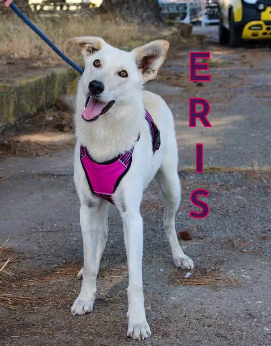 Eris, cane Meticcio in adozione a Crotone - foto 1