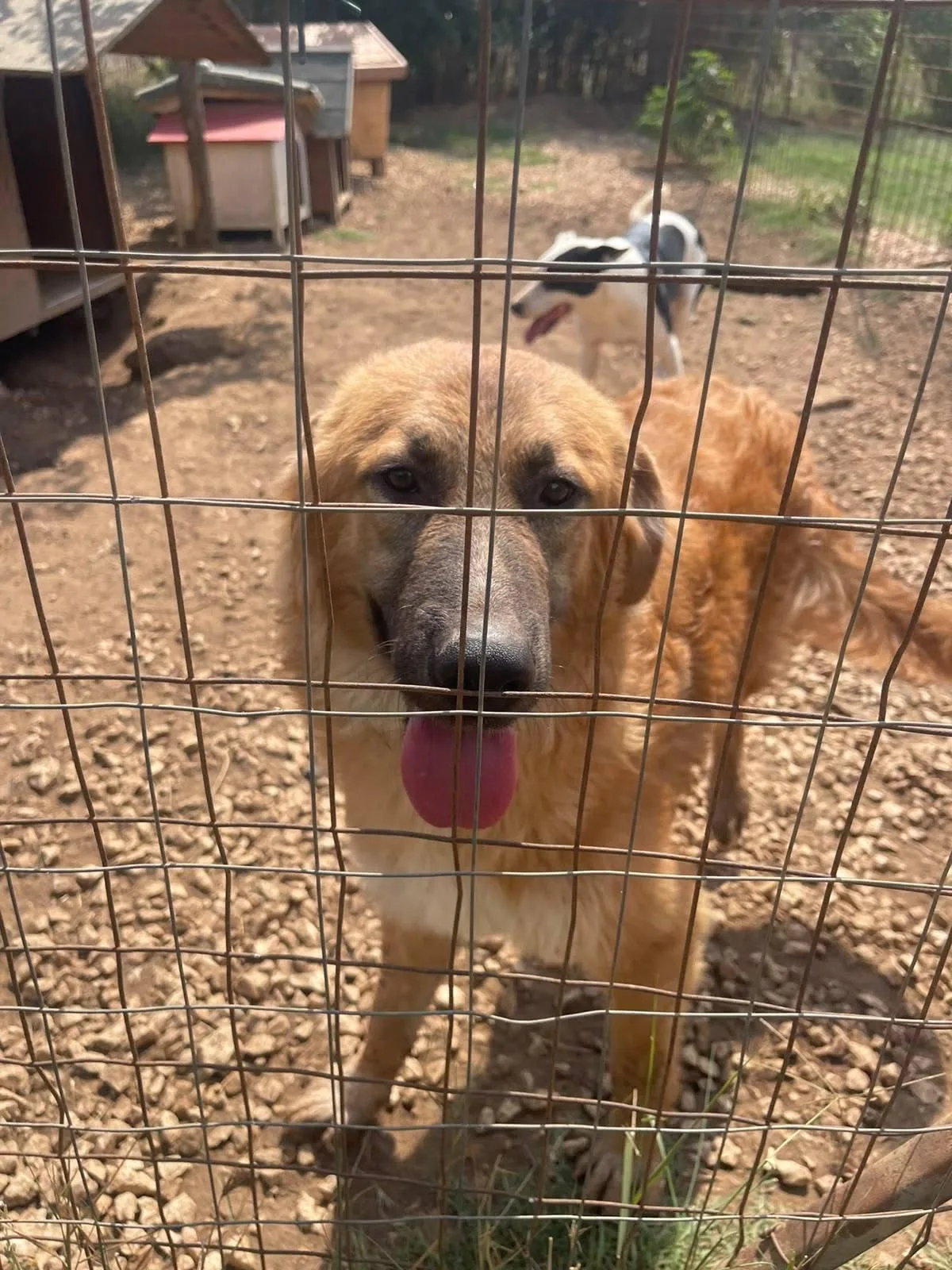Tonino, cane meticcio in adozione a Latina - foto 3