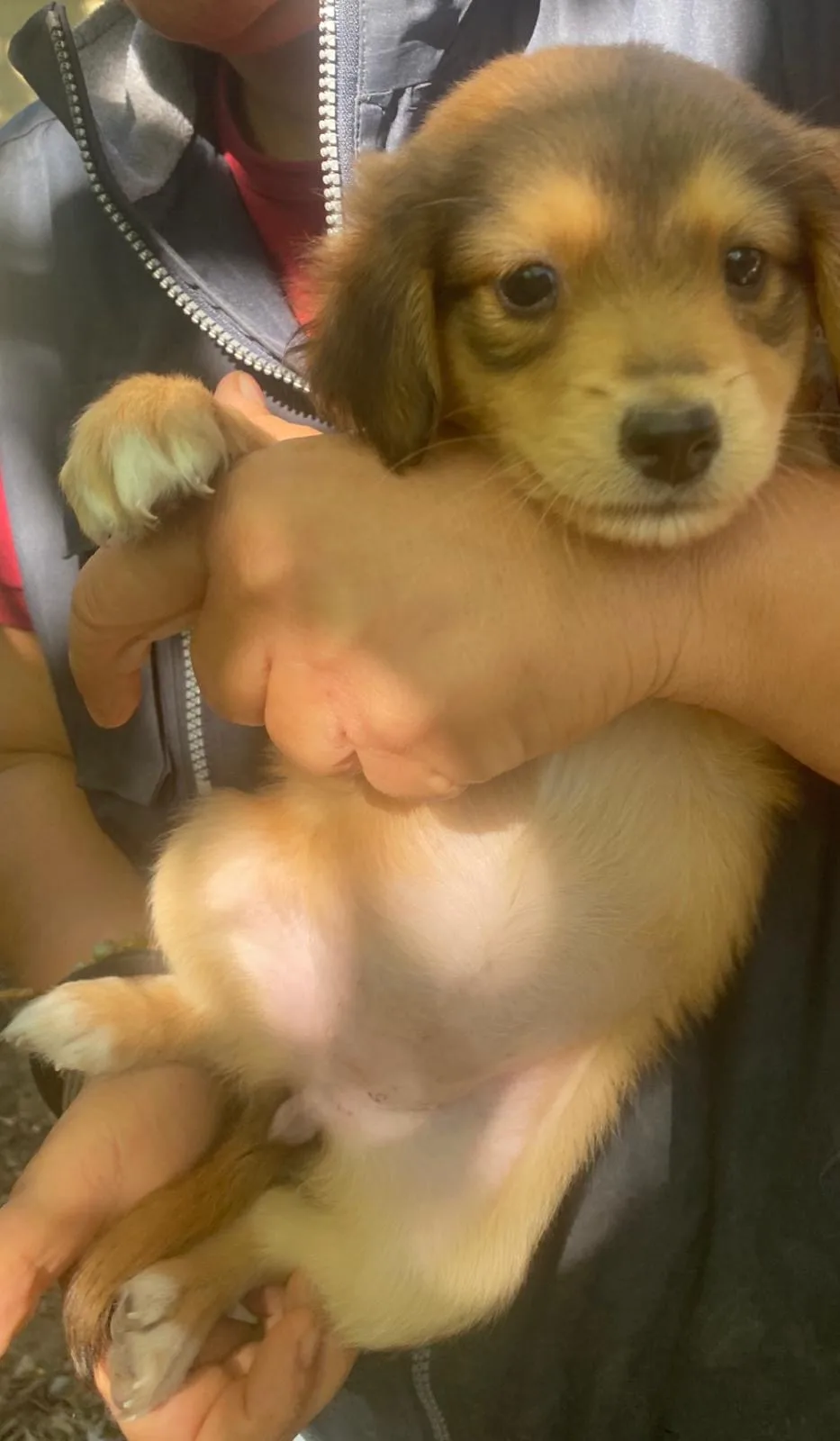 Miele, cane Meticcio in adozione a Crotone - foto 4