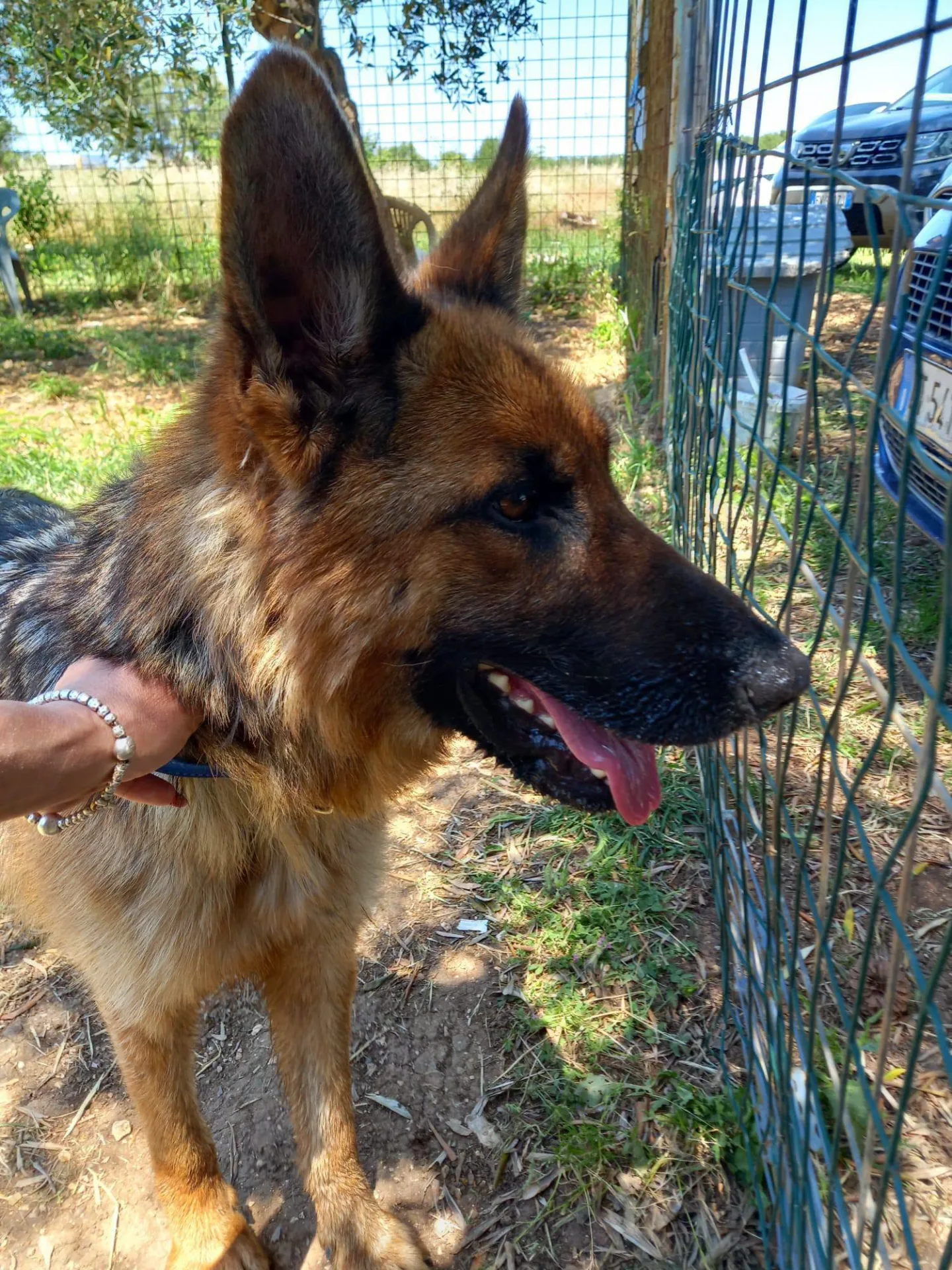 Queenie, cane Pastore tedesco in adozione a Bari - foto 4
