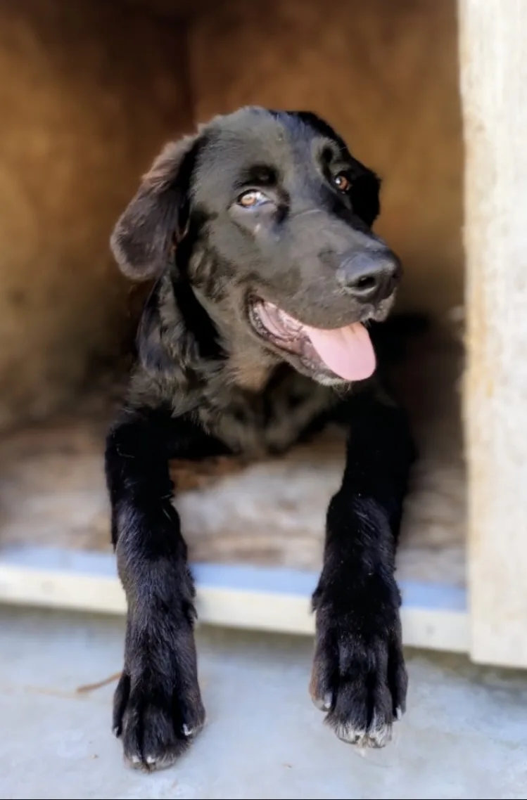 Kate, cane Meticcio in adozione a Taranto - foto 2