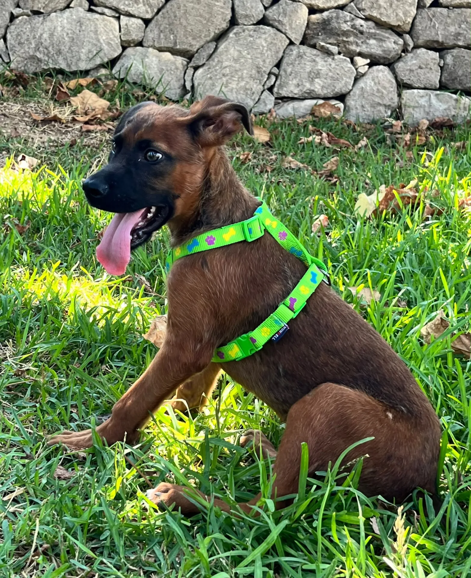 Patrick, cane Meticcia in adozione a Siracusa