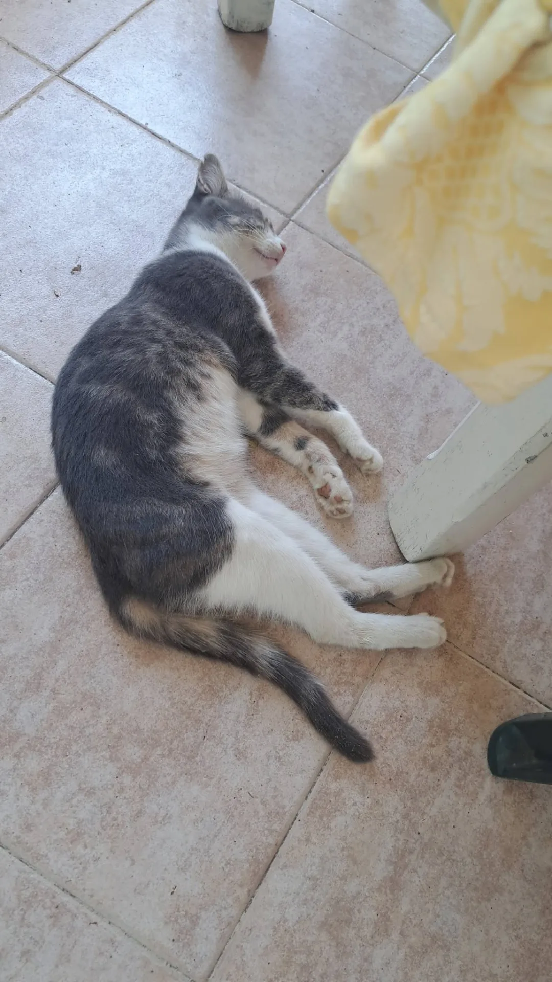 Luna, gatto Europeo in adozione a Catanzaro - foto 3