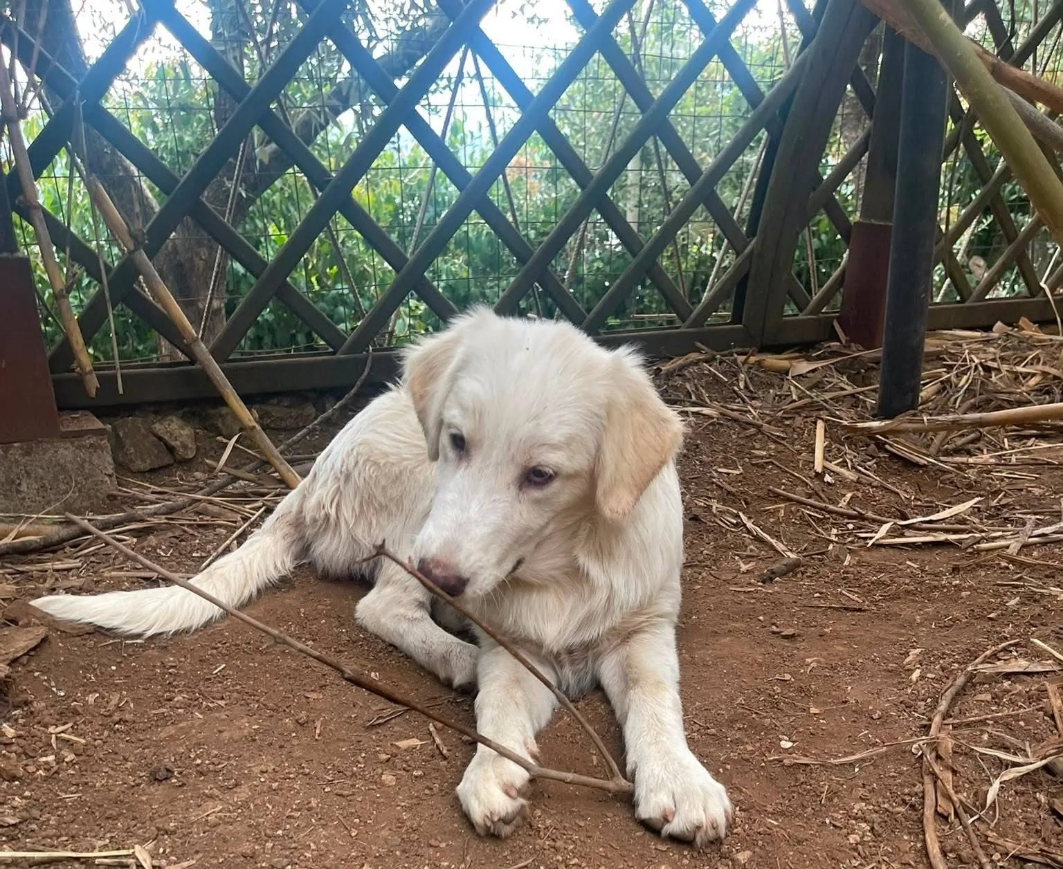 Marella, cane meticcio in adozione a Latina - foto 5