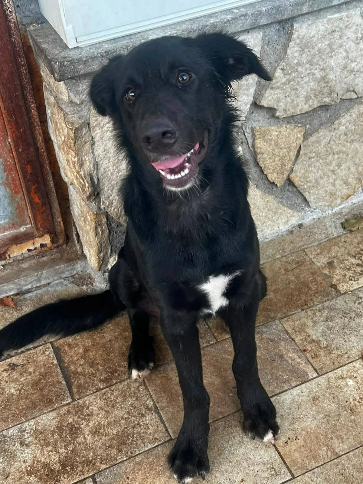 Brunello, cane meticcio in adozione a Roma - foto 2