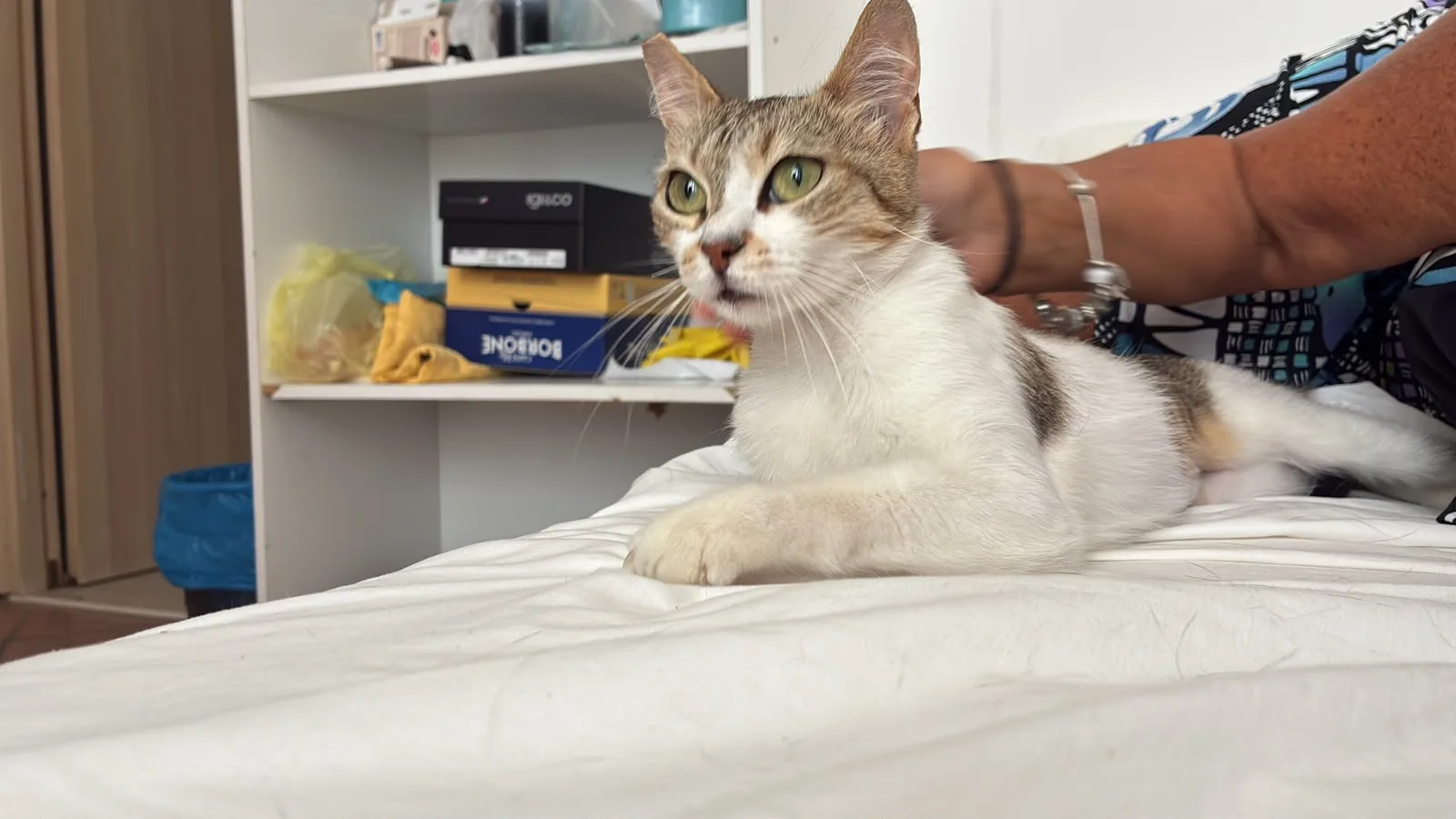 Foto 1 di Hope, gatto europeo in adozione