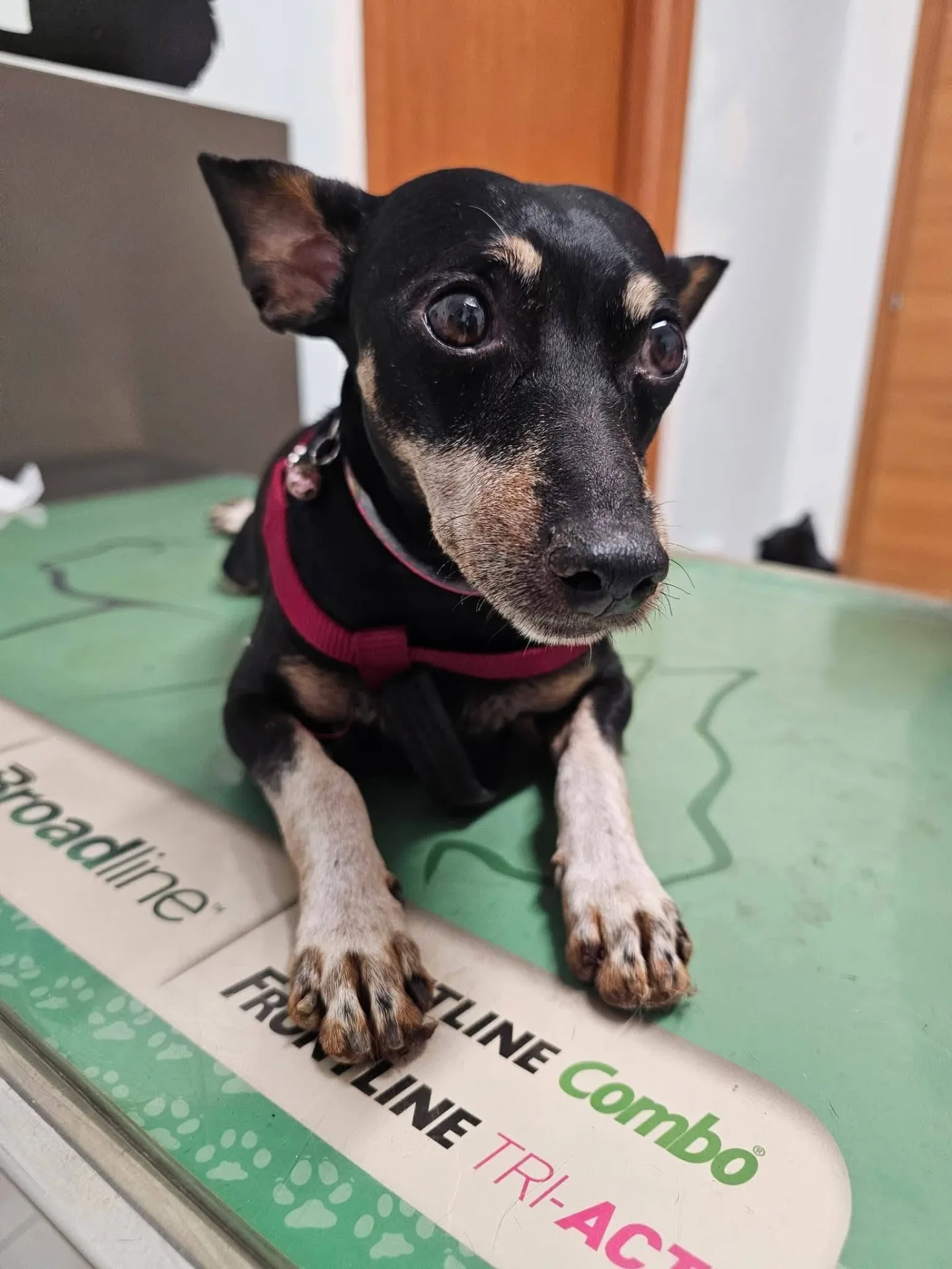 Dodino, cane Pinscher in adozione a Bari