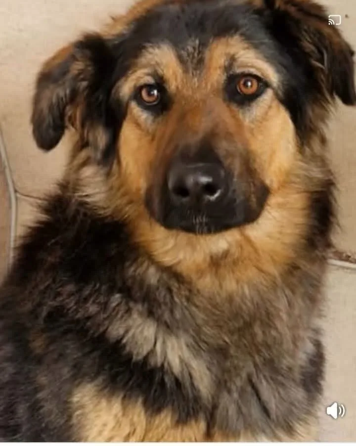 MARGOT, cane Simil Pastore tedesco in adozione a Taranto - foto 1