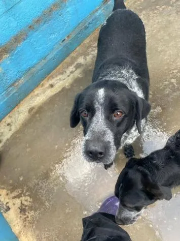 Max e Morgan, cane meticcio in adozione a Latina - foto 3