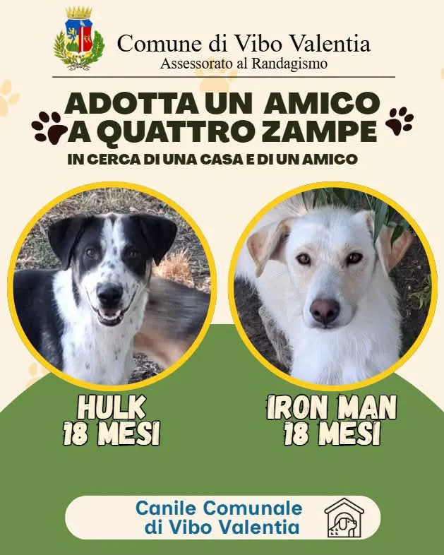 Hulk & Iron Man, cane Meticci in adozione a Vibo Valentia - foto 1