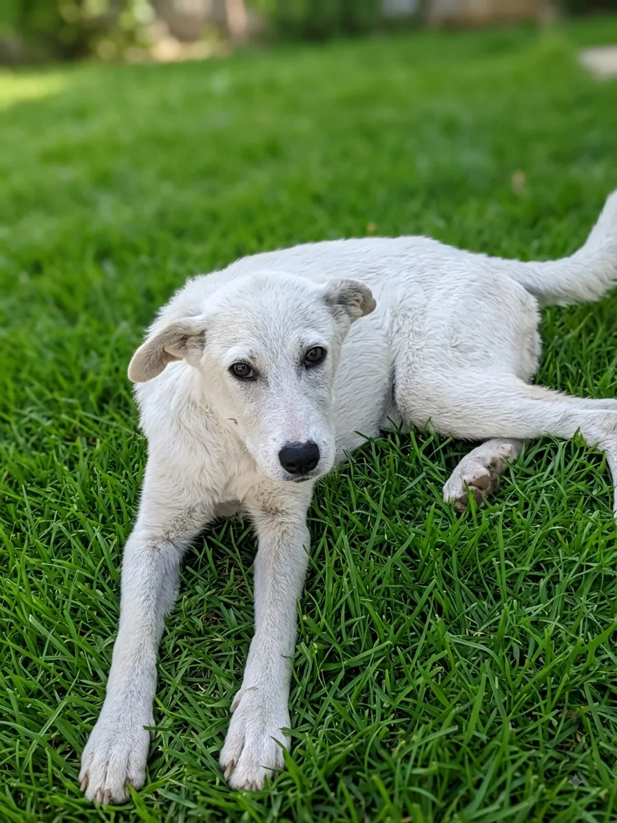 Blondie, cane Meticcio in adozione a Trapani - foto 3