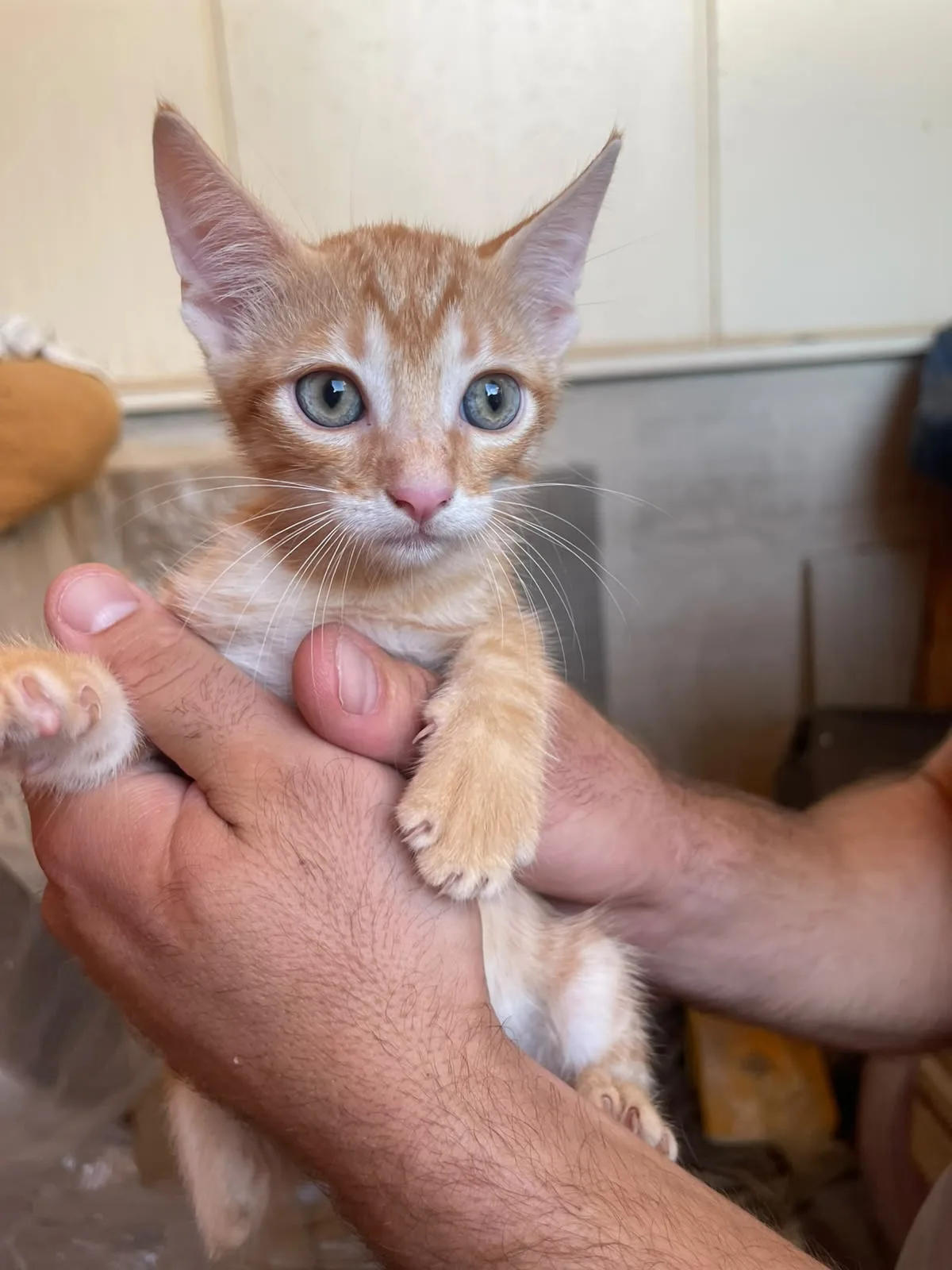 Rossetto, gatto Europeo in adozione a Trapani - foto 1
