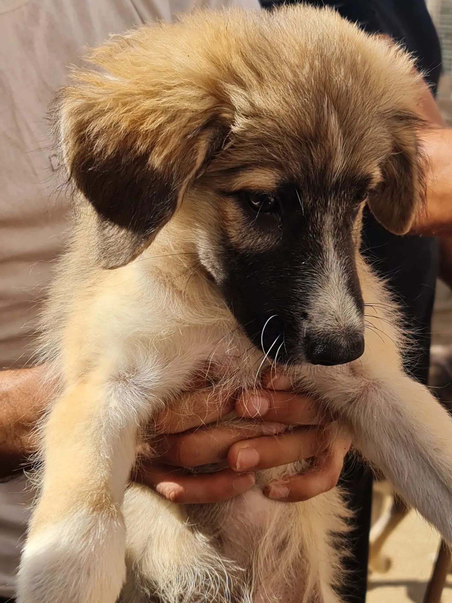 Gaia, cane Meticcio in adozione a Trapani - foto 3