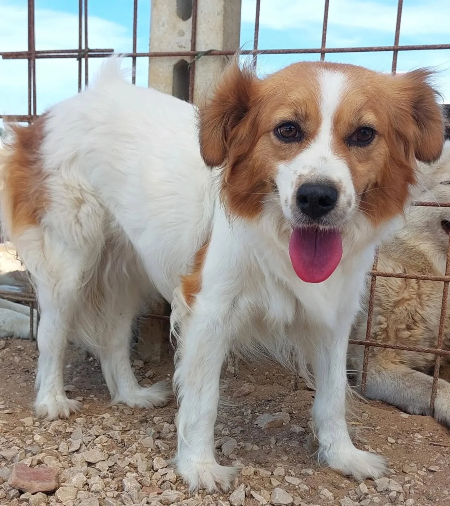 Gemma, cane meticcio in adozione a Latina - foto 3