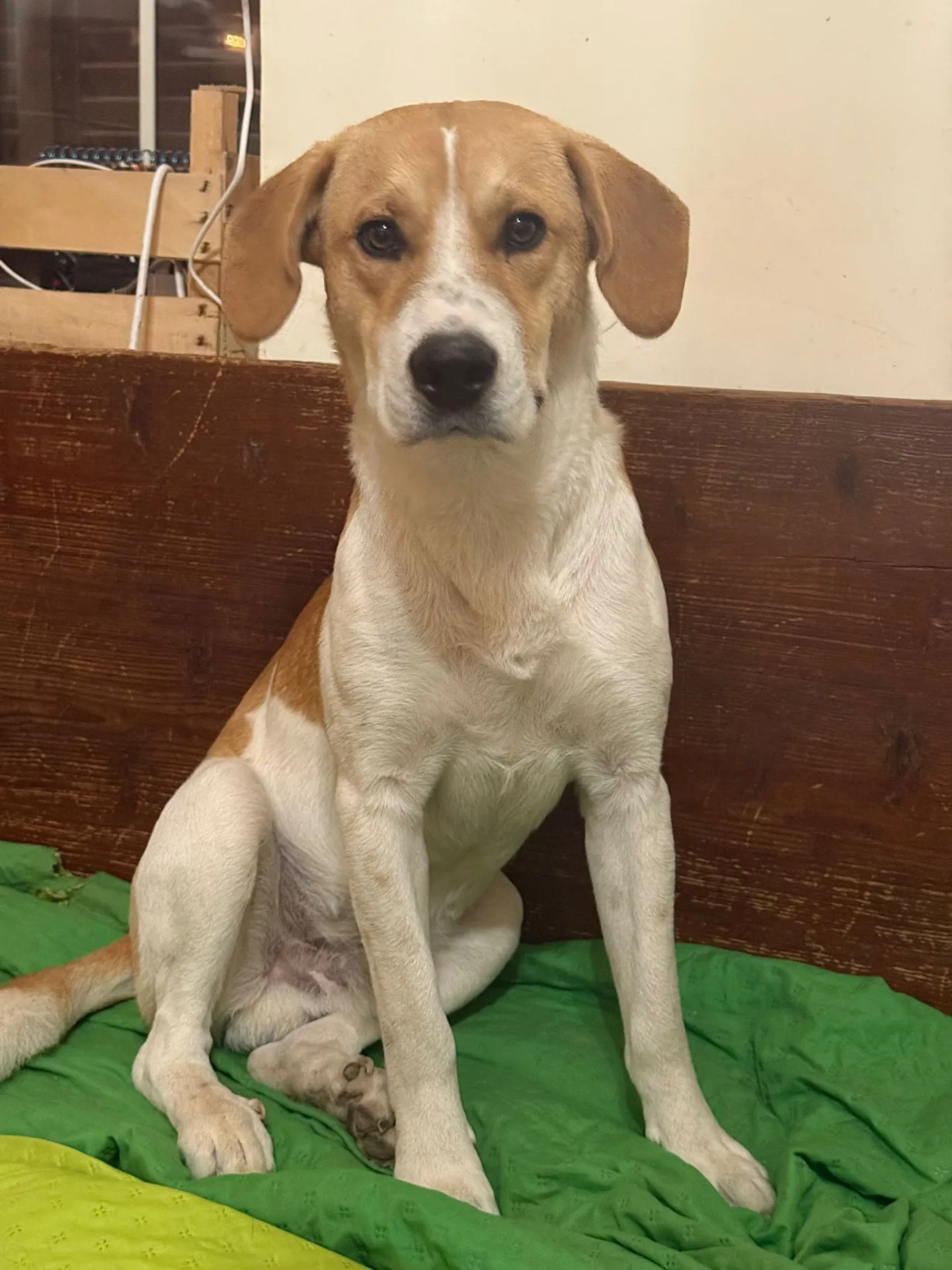 Mirco, cane meticcio in adozione a Latina - foto 2