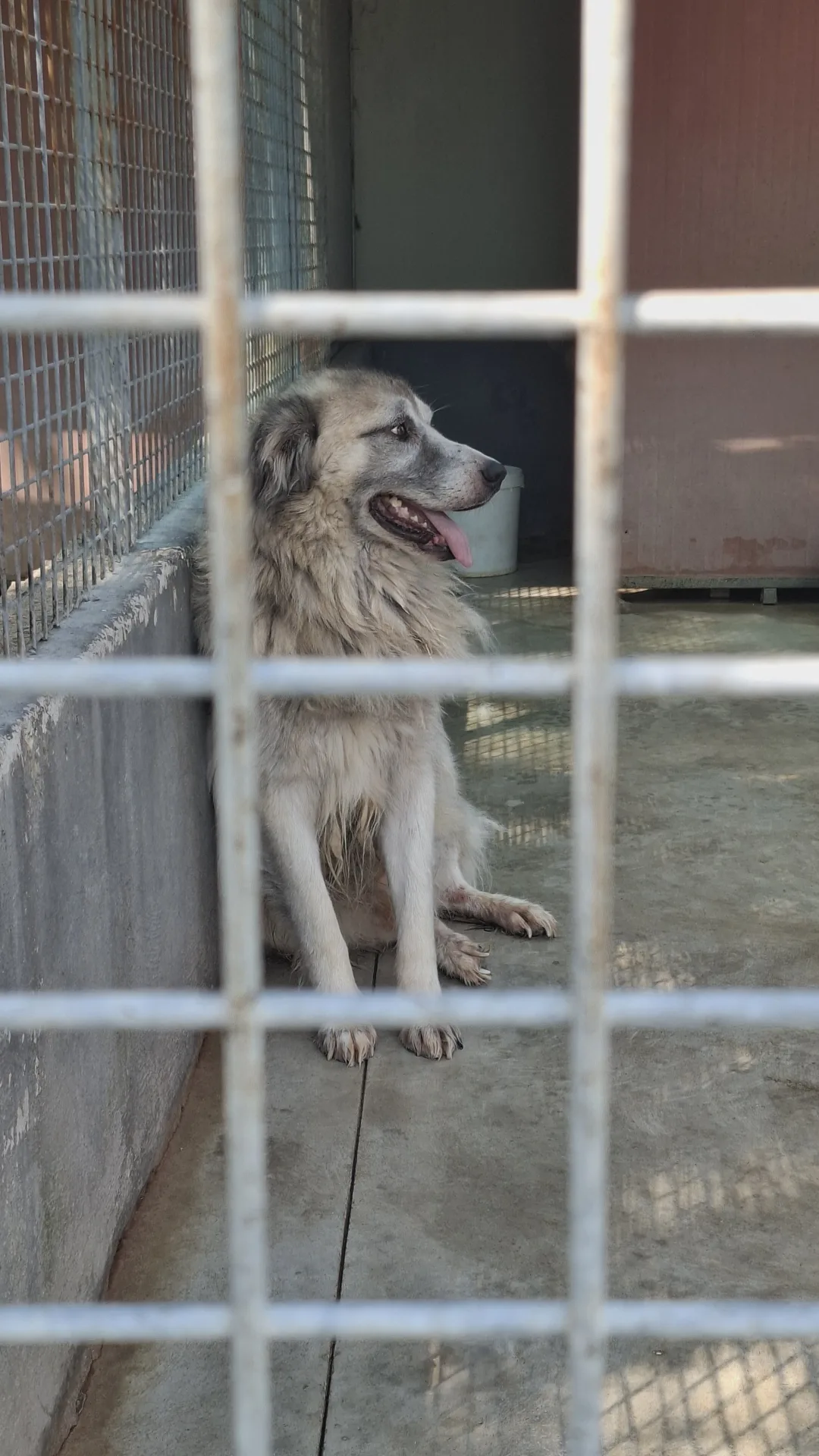 Tiberio, cane Meticcio in adozione a Napoli - foto 4