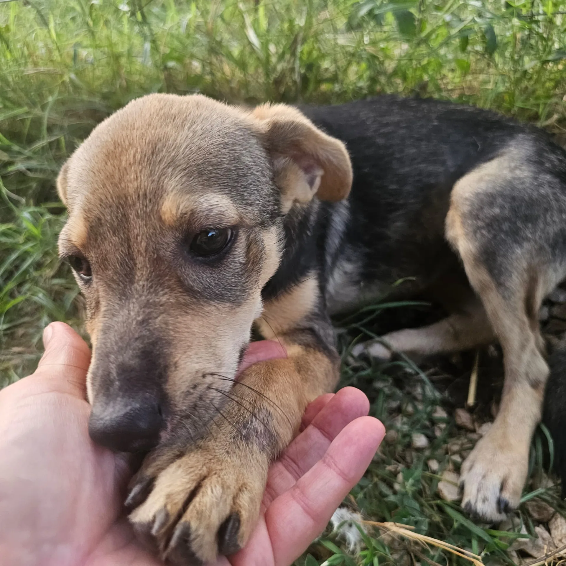 Agostina, cane Meticcio in adozione a Frosinone - foto 5