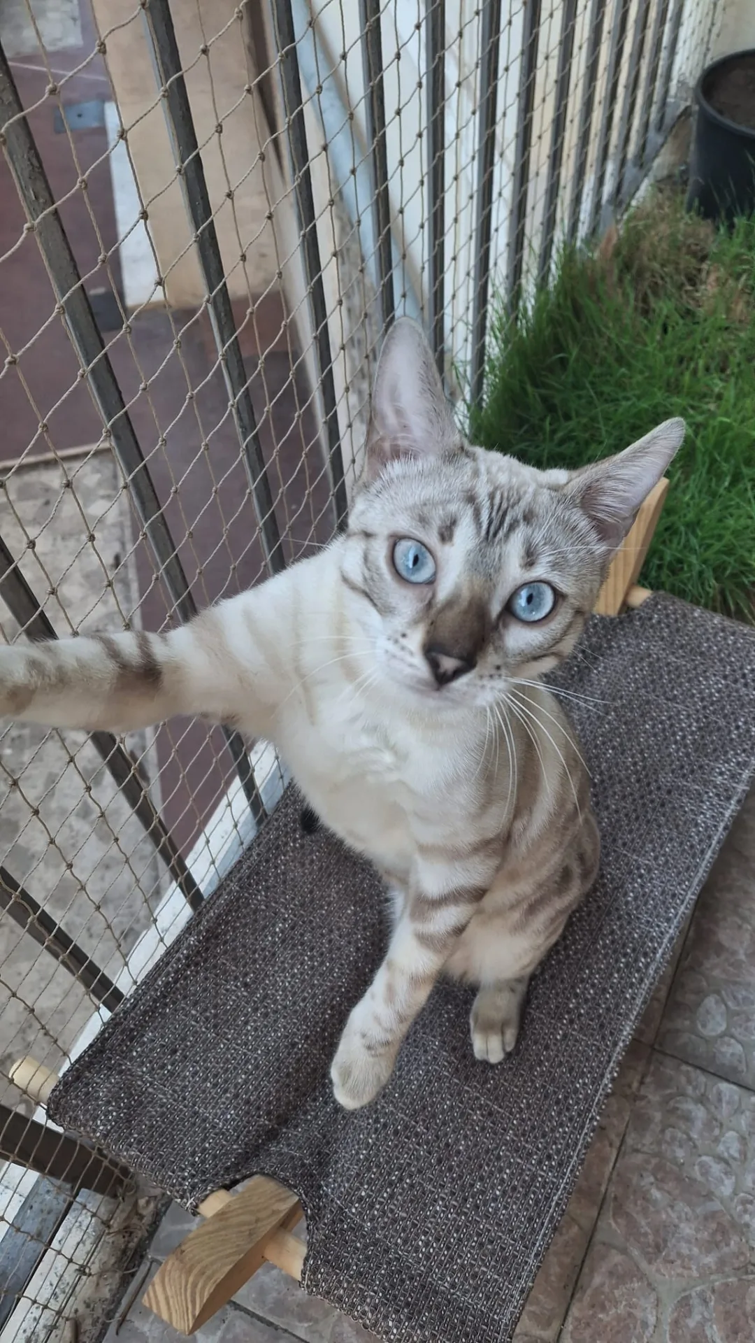 Leo e Perla, gatto Bengala in adozione a Roma - foto 2