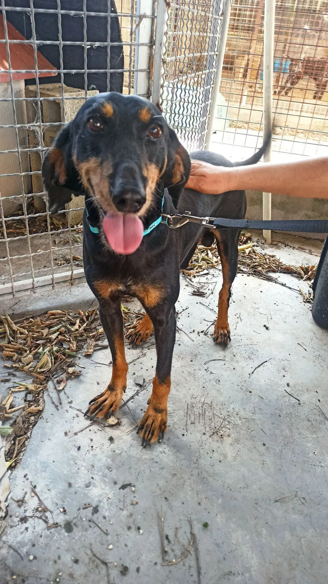 Ali, cane Segugio in adozione a Bari