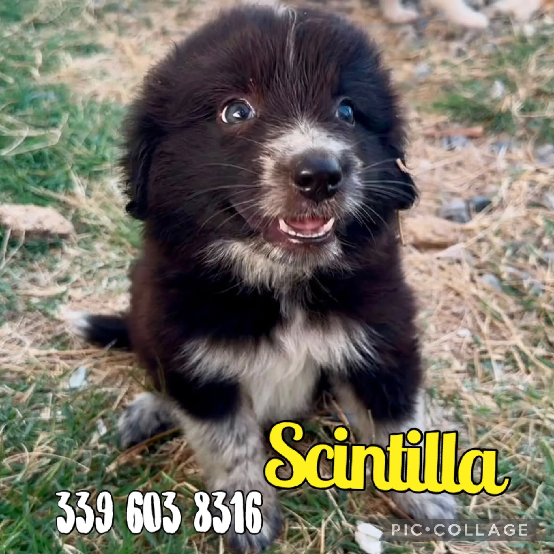 Scintilla, cane Meticcio in adozione a Crotone - foto 1