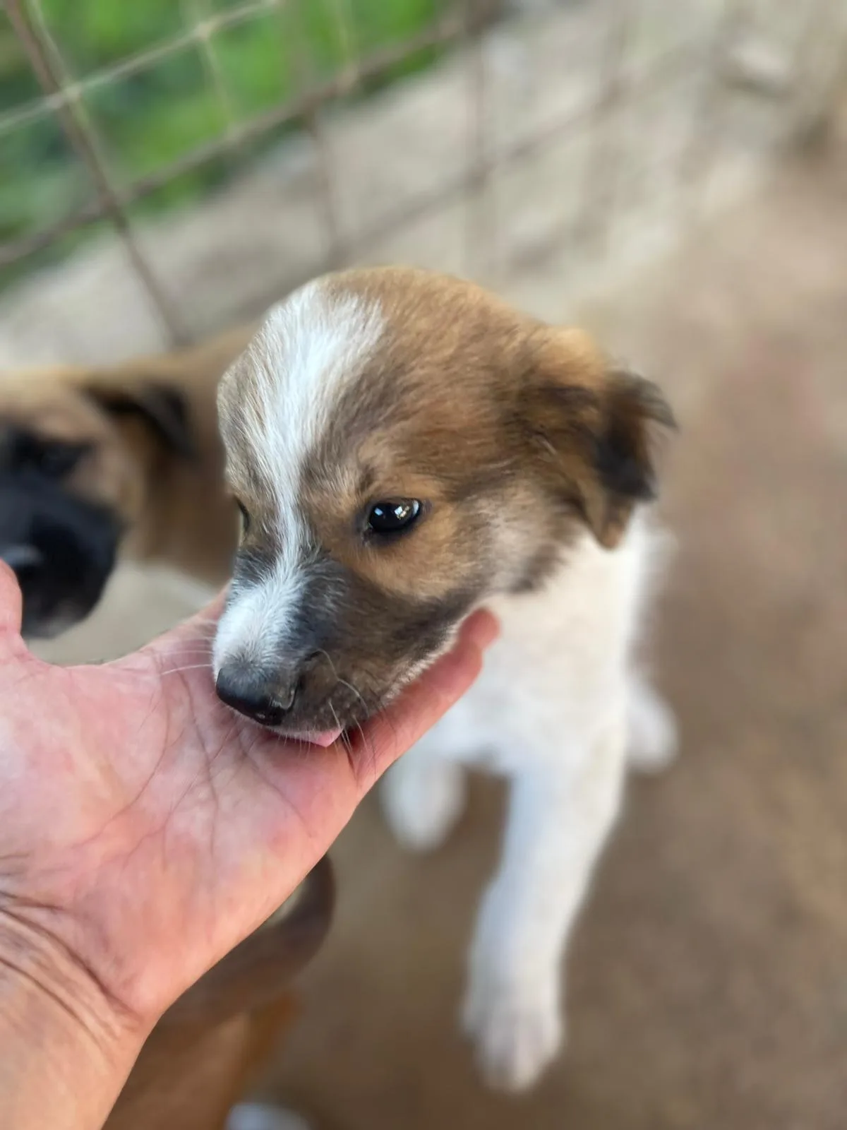 Guido, cane Meticcio in adozione a Frosinone - foto 4