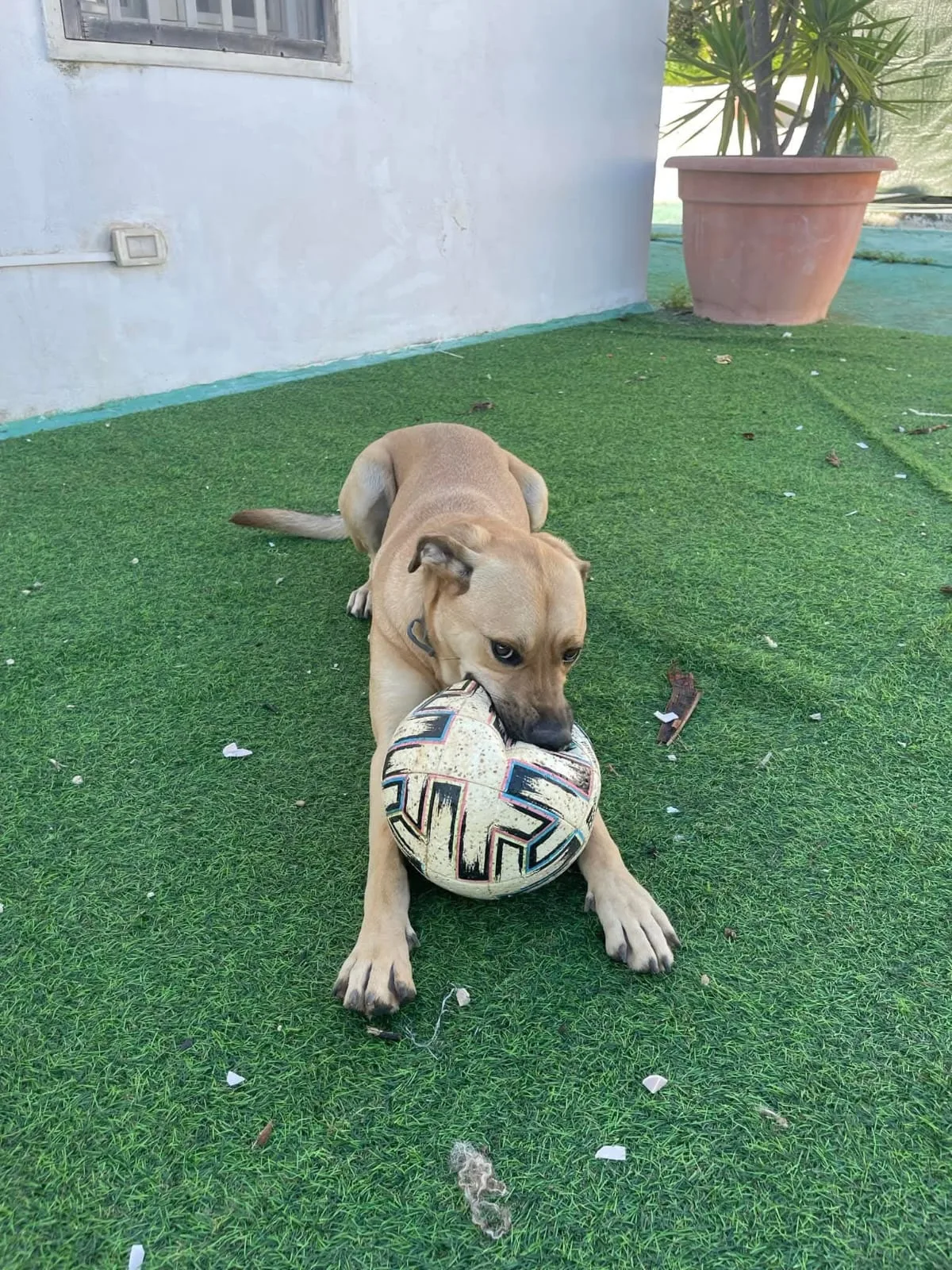 Whisky, cane Meticcio in adozione a Piacenza - foto 4