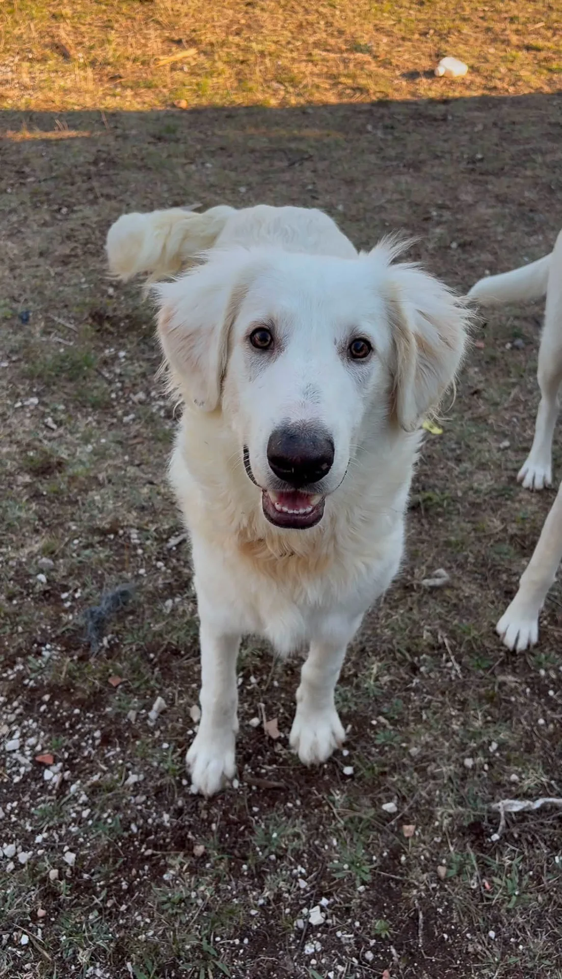 Joy, cane Simil maremmano in adozione a Potenza - foto 2