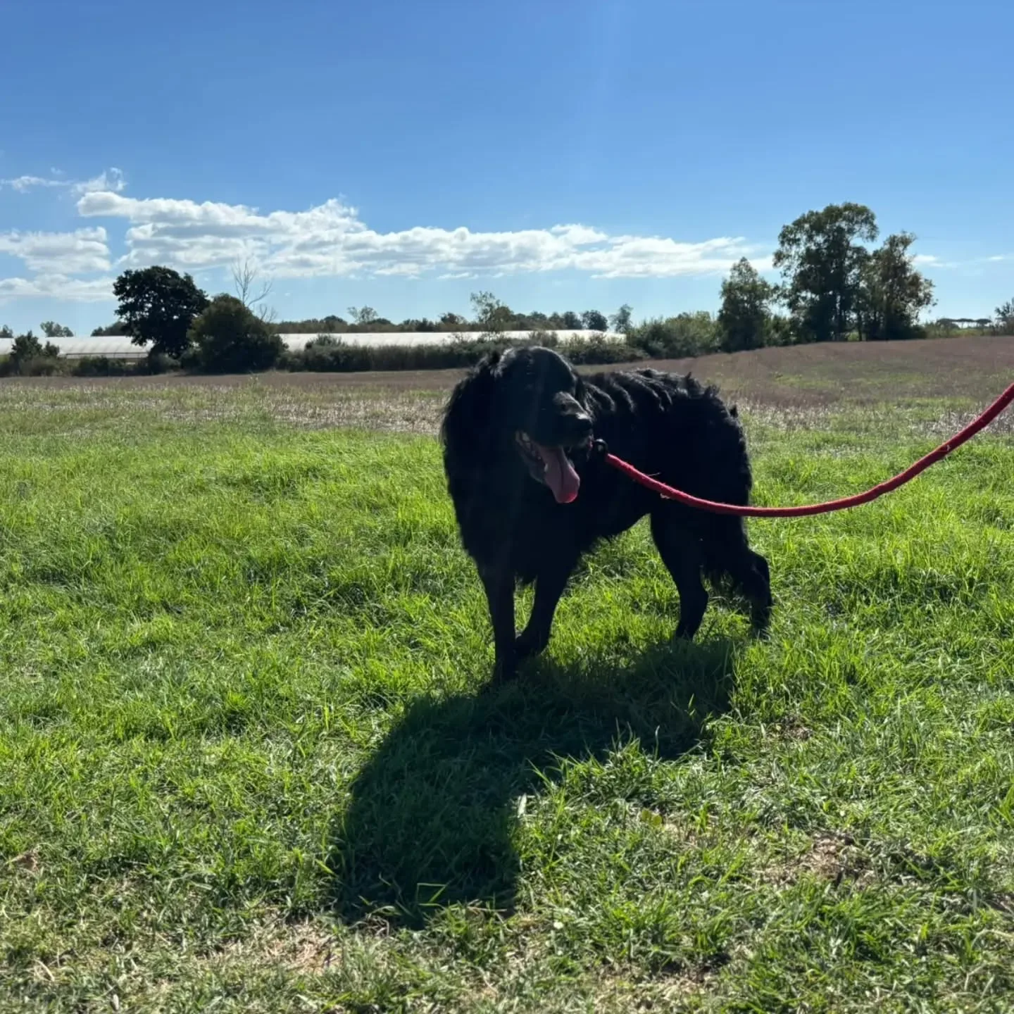 Coco, cane mix setter in adozione a Latina - foto 5