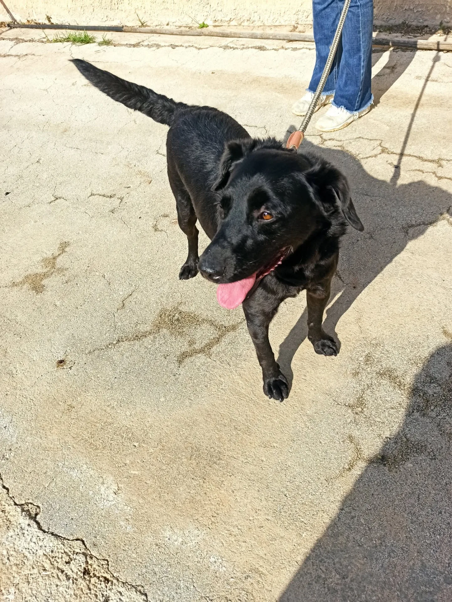 Leone, cane Mix labrador - volpino in adozione a Bari