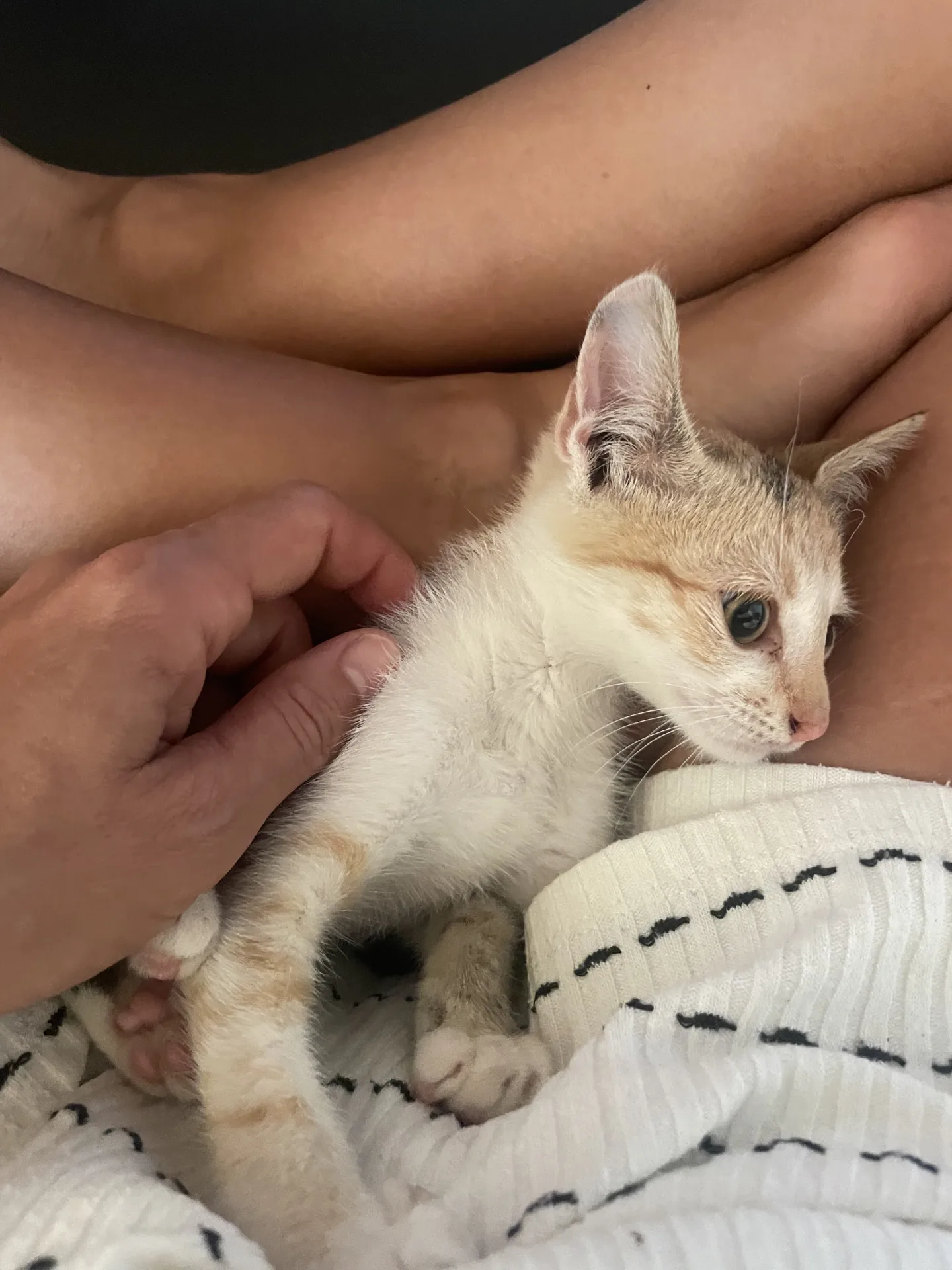 Foto 3 di Astra, gatto Meticcio in adozione