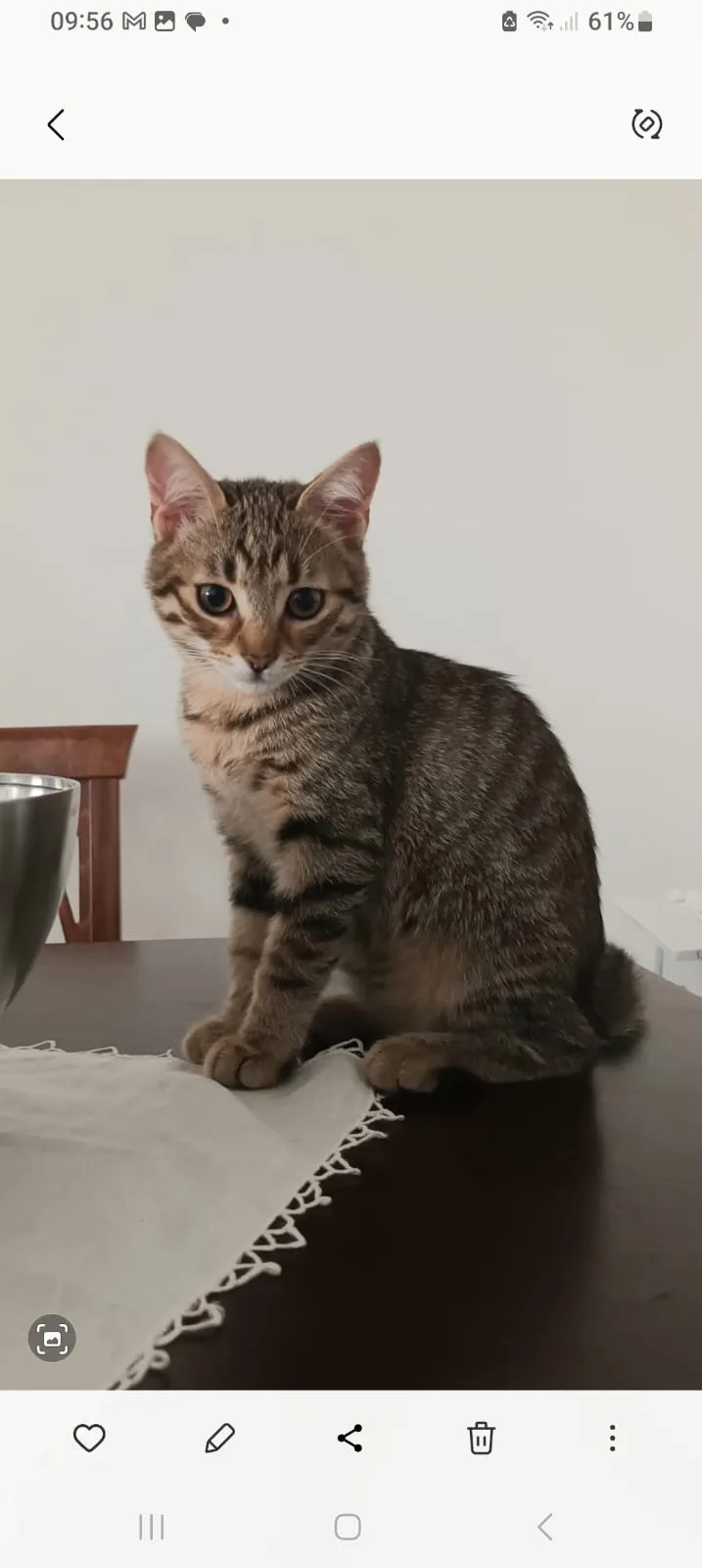 Foto 5 di Luna, gatto Europea in adozione