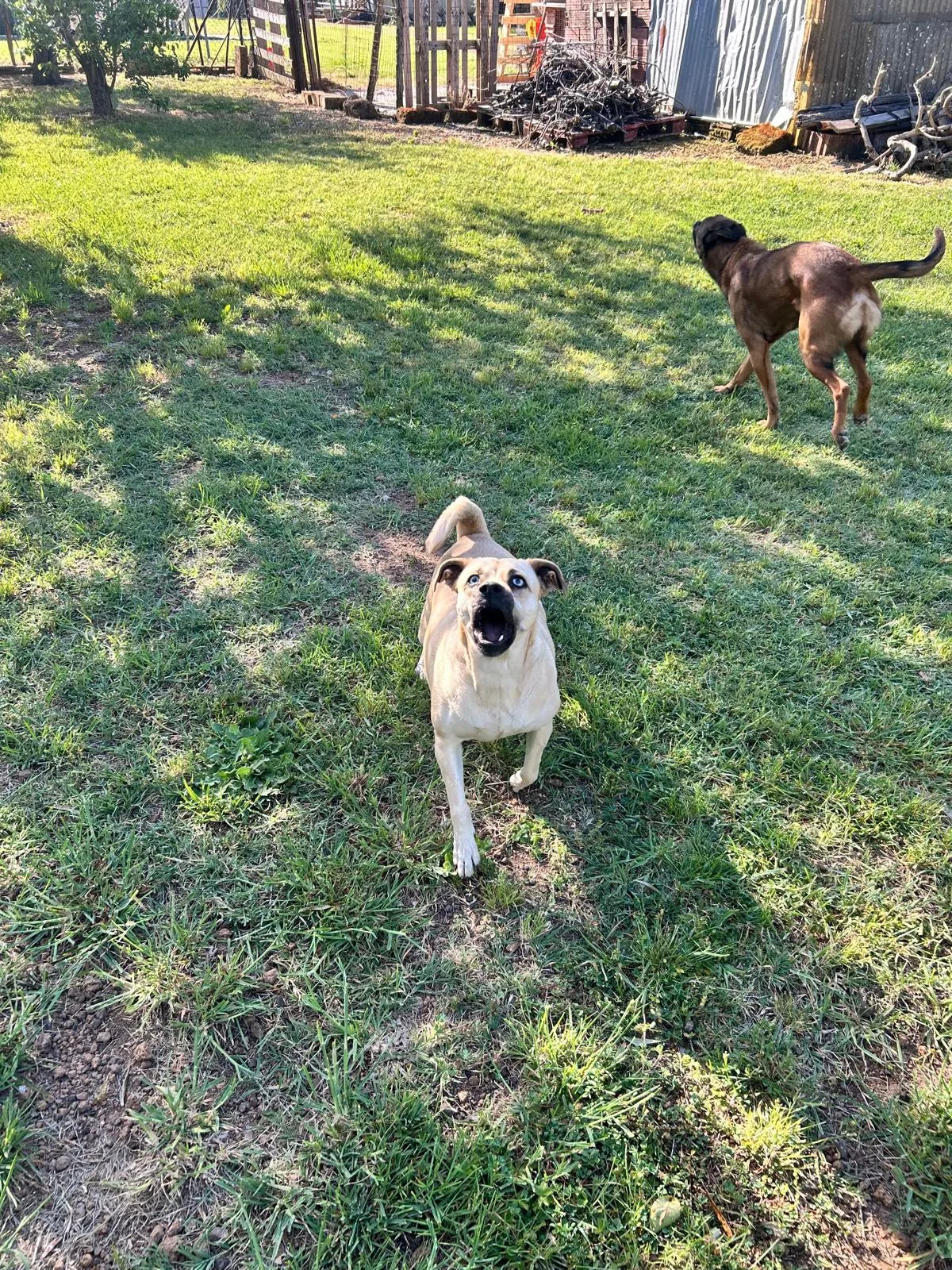 Ariel, cane Meticcia in adozione a Roma - foto 2