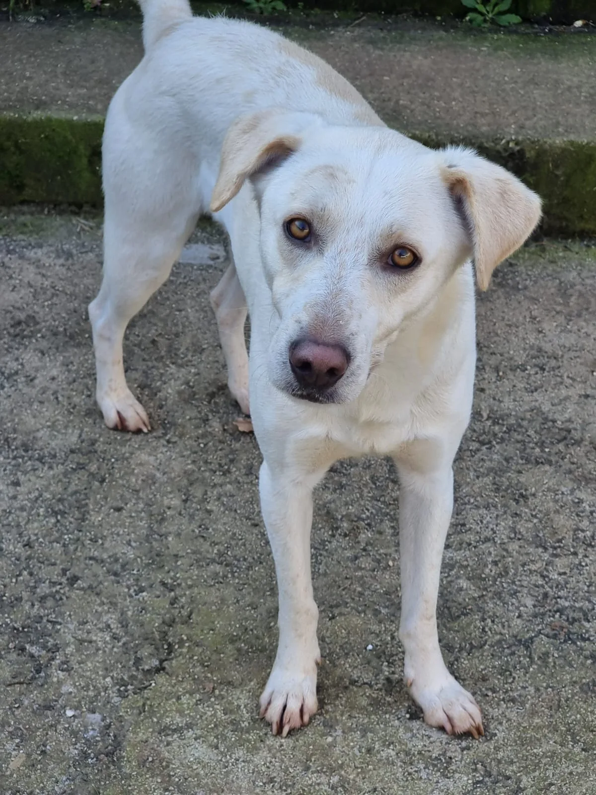 Blanco, cane in adozione a Latina - foto 3