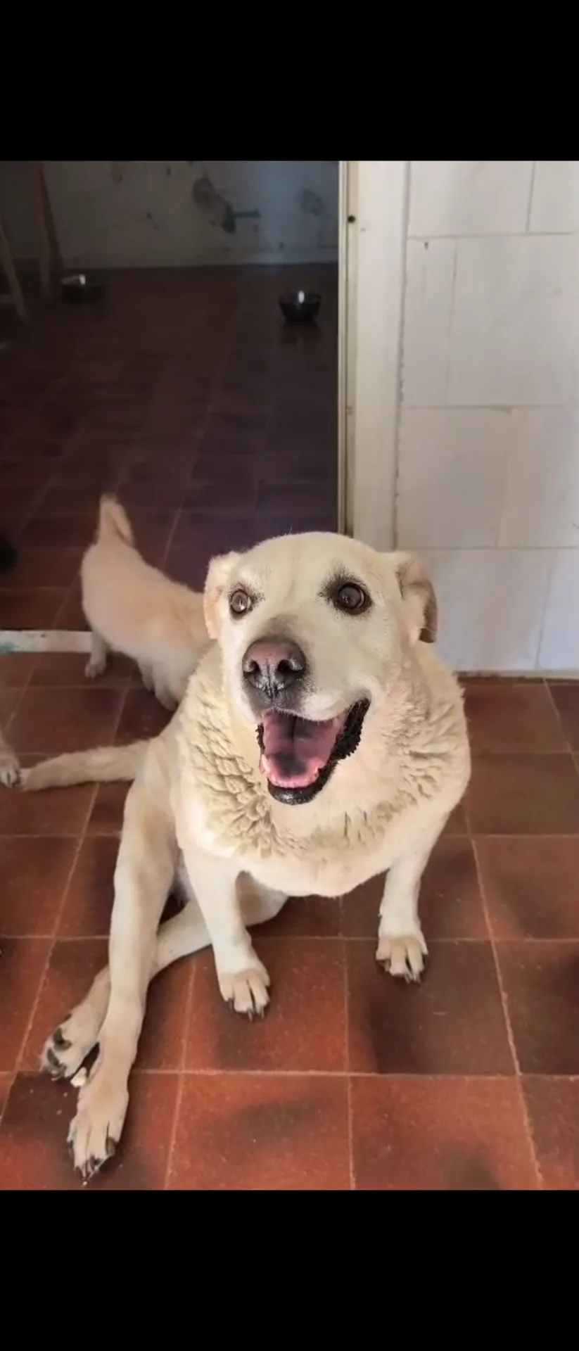 Ninì, cane LABRADOR in adozione a Milano - foto 1