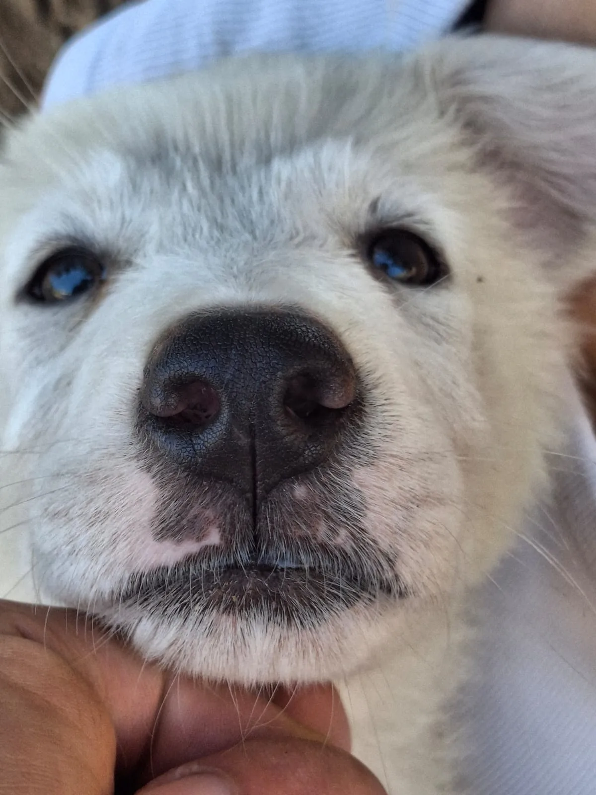 Scamorza, cane Mix Maremmano in adozione a Crotone