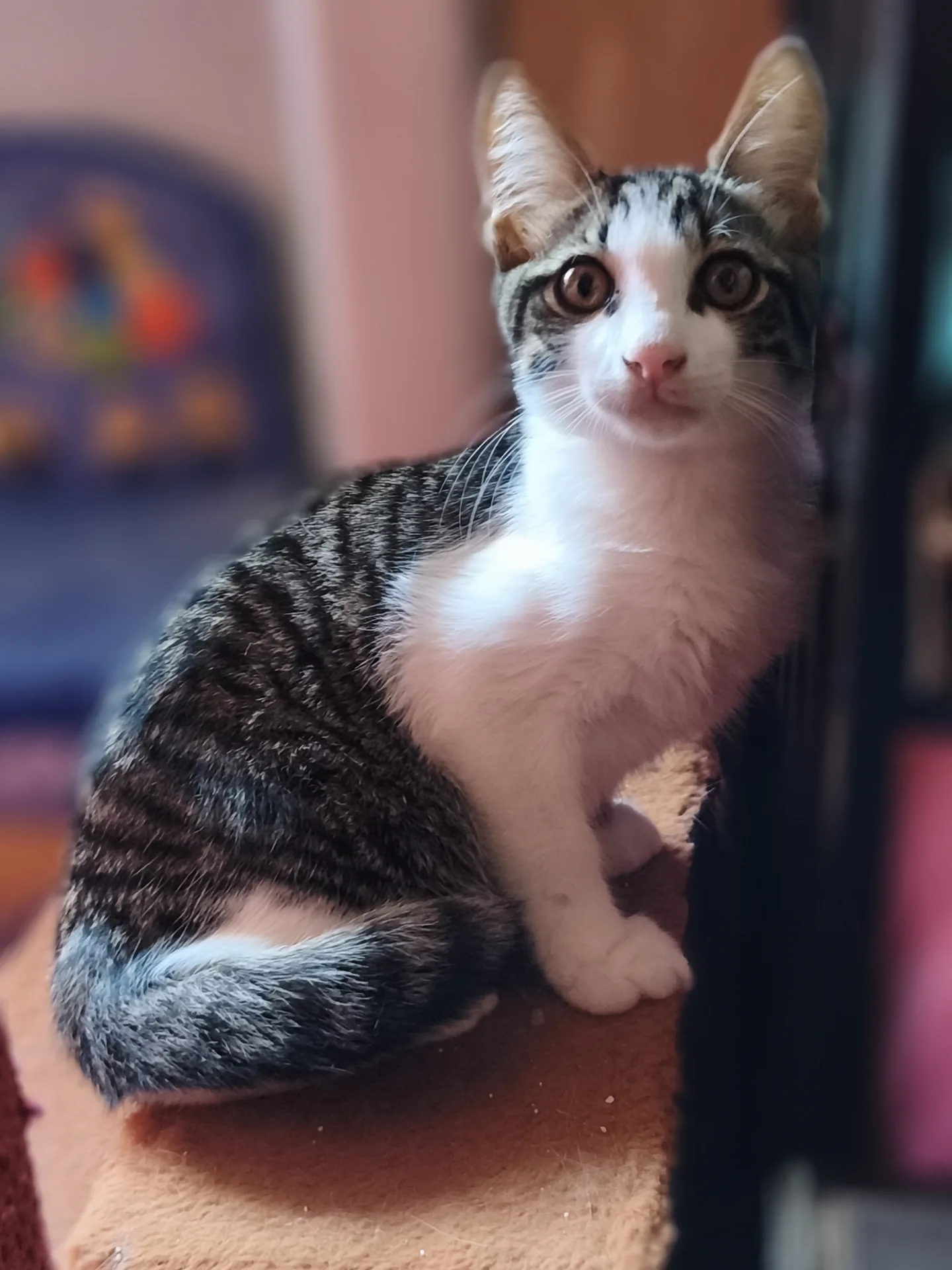 Biscotto, gatto Europeo in adozione a Latina - foto 1